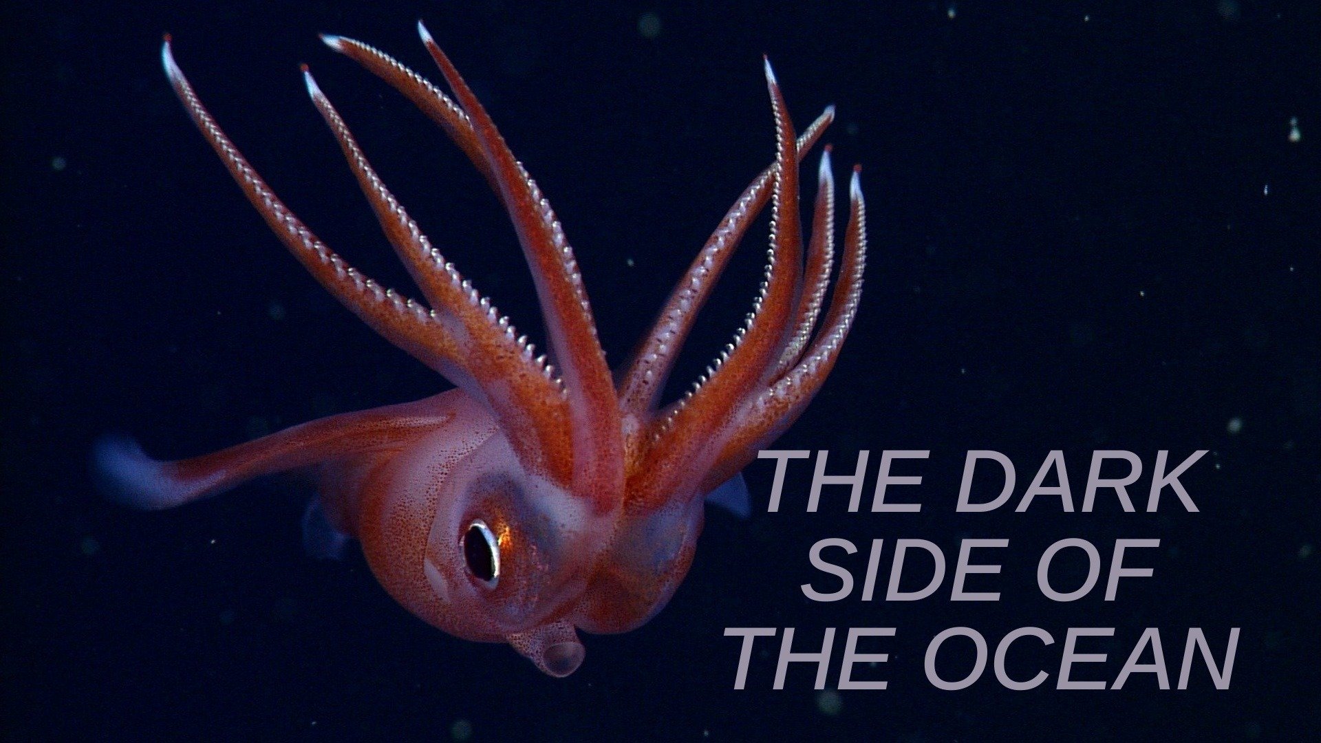 The Dark Side of the Ocean