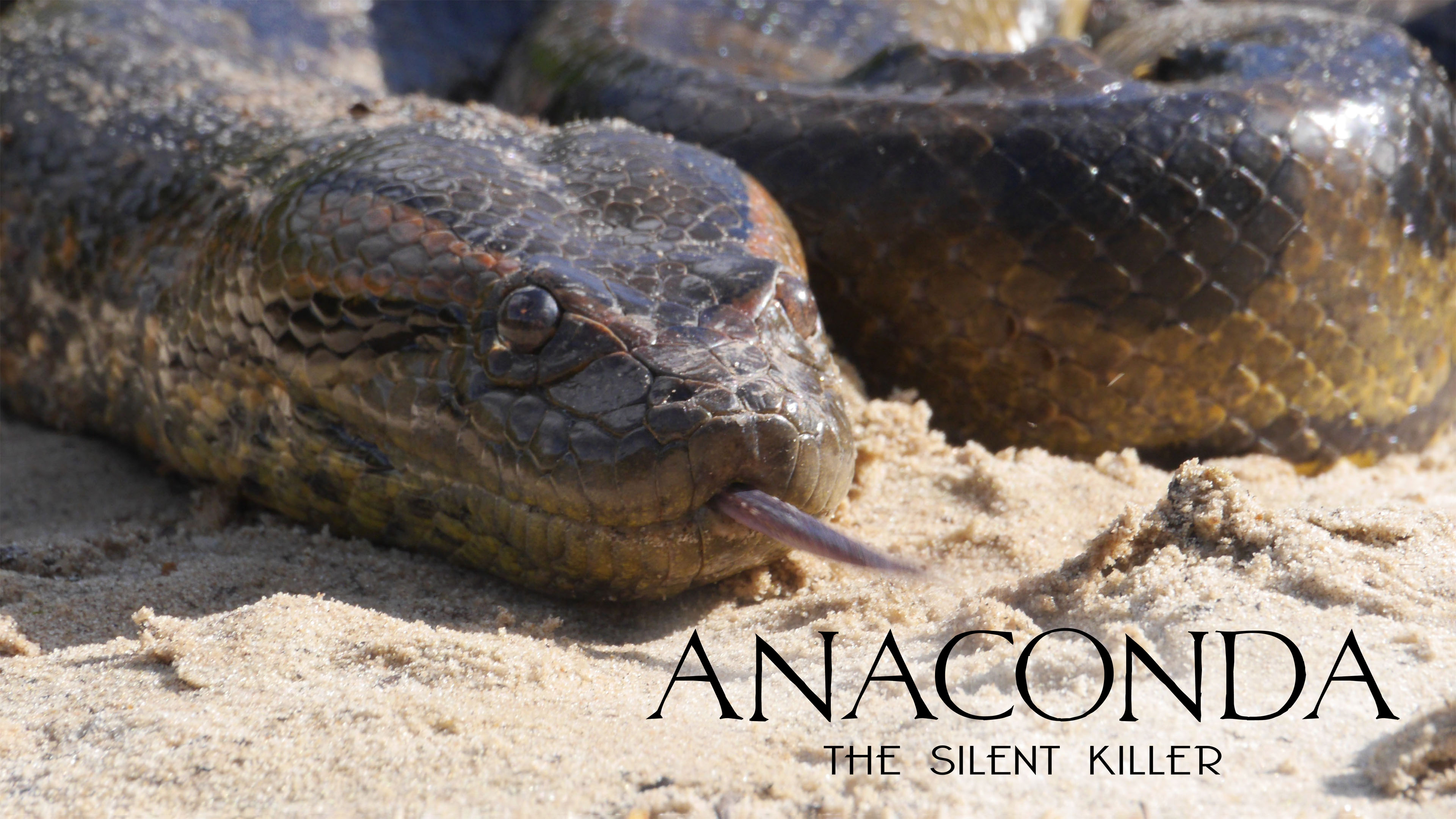 Anaconda: Silent Killer