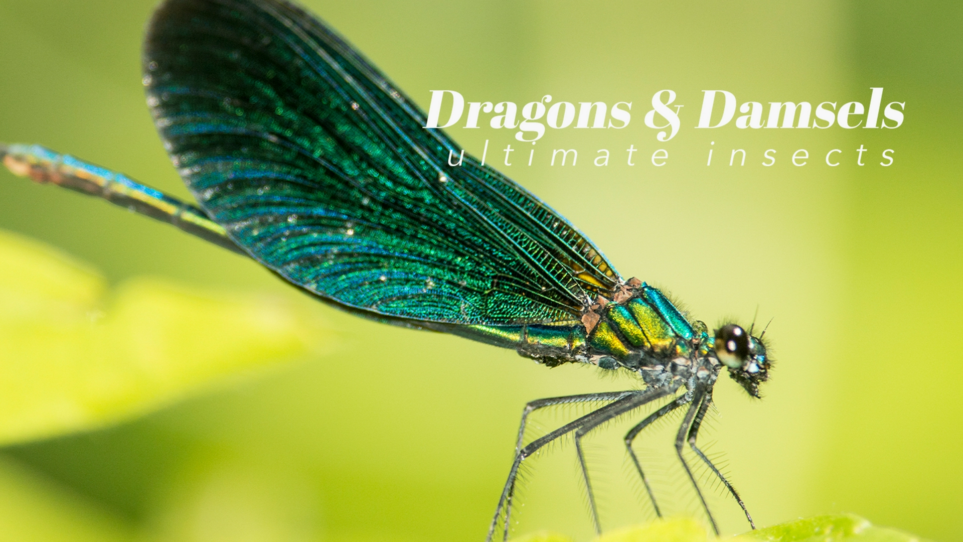 Dragons & Damsels: Ultimate Insects