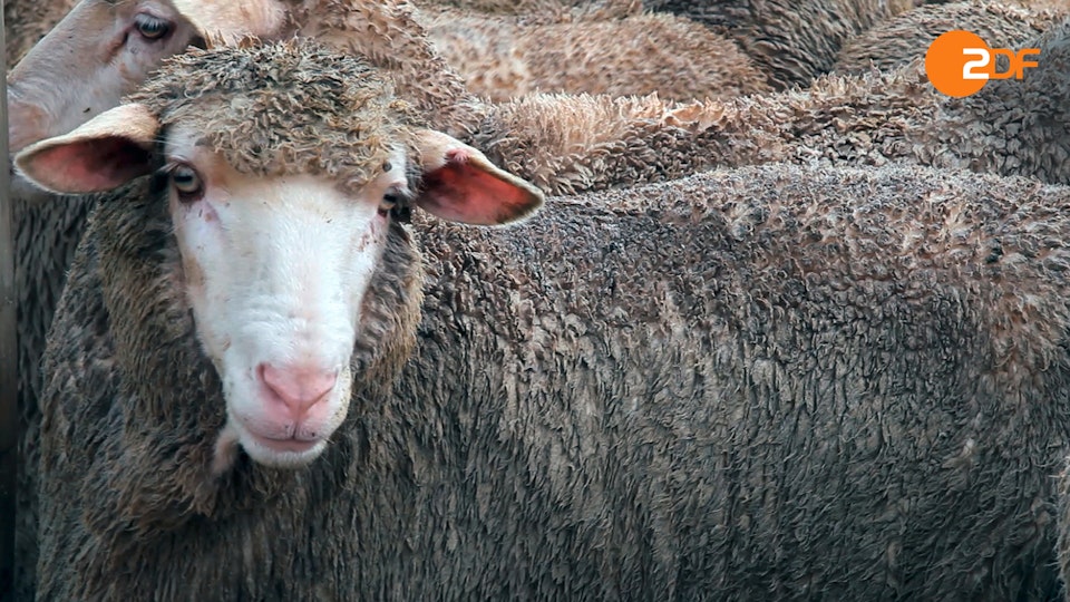 Tiere, die Geschichte schrieben
