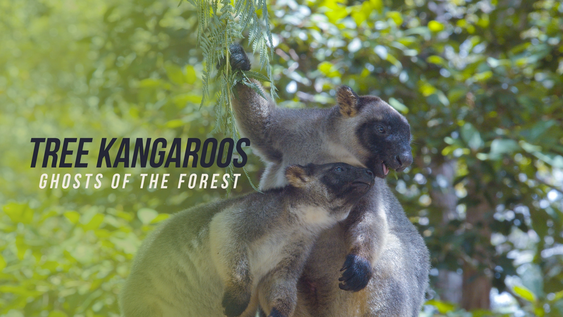 Tree Kangaroos: Ghosts of the Forest