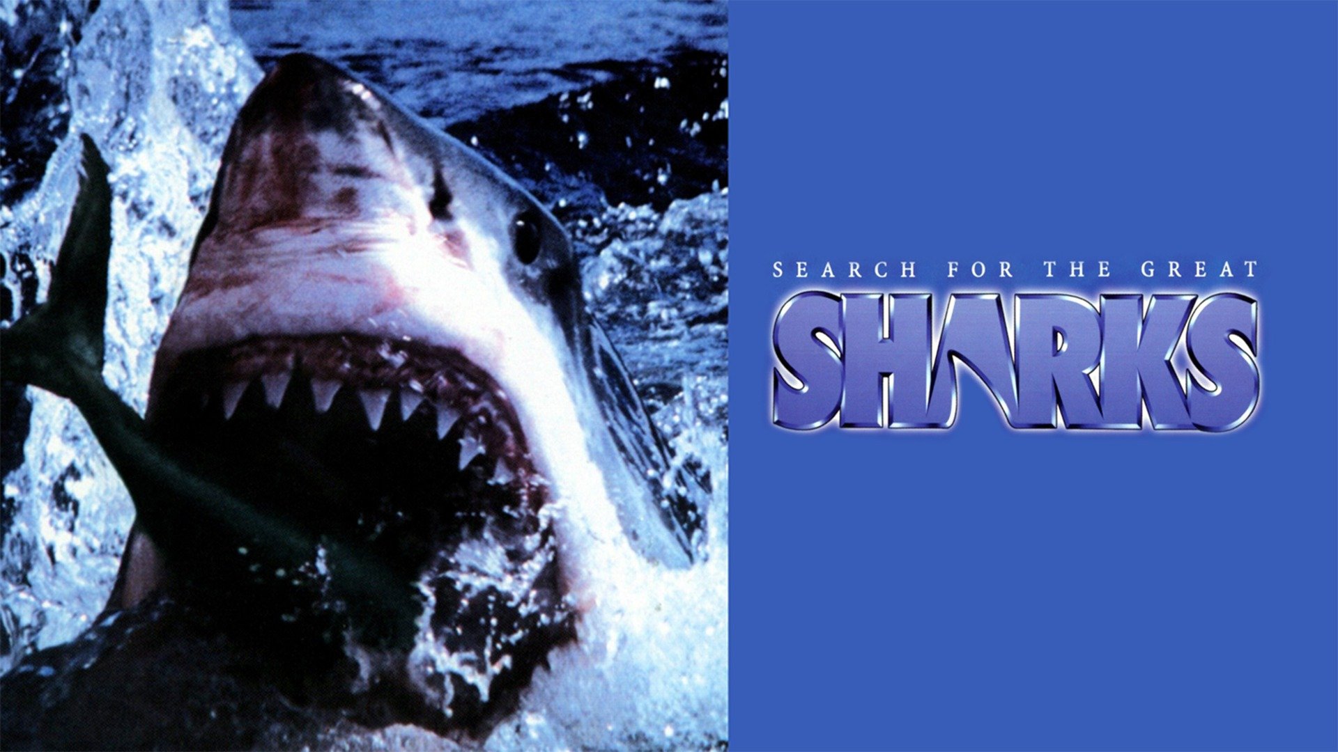 Search for the Great Sharks