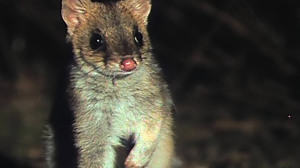 Tiere vor der Kamera