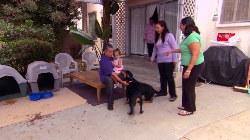 El encantador de perros