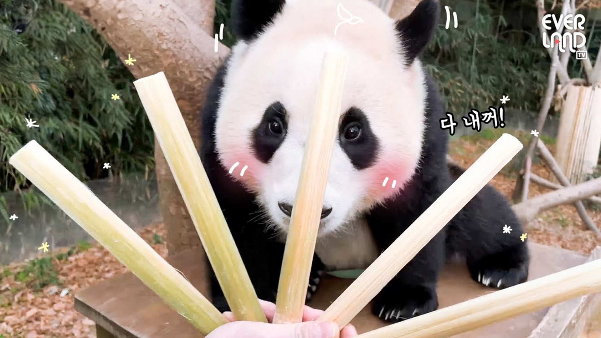 푸바오의 대나무 포춘 스틱 뽑기! 20회