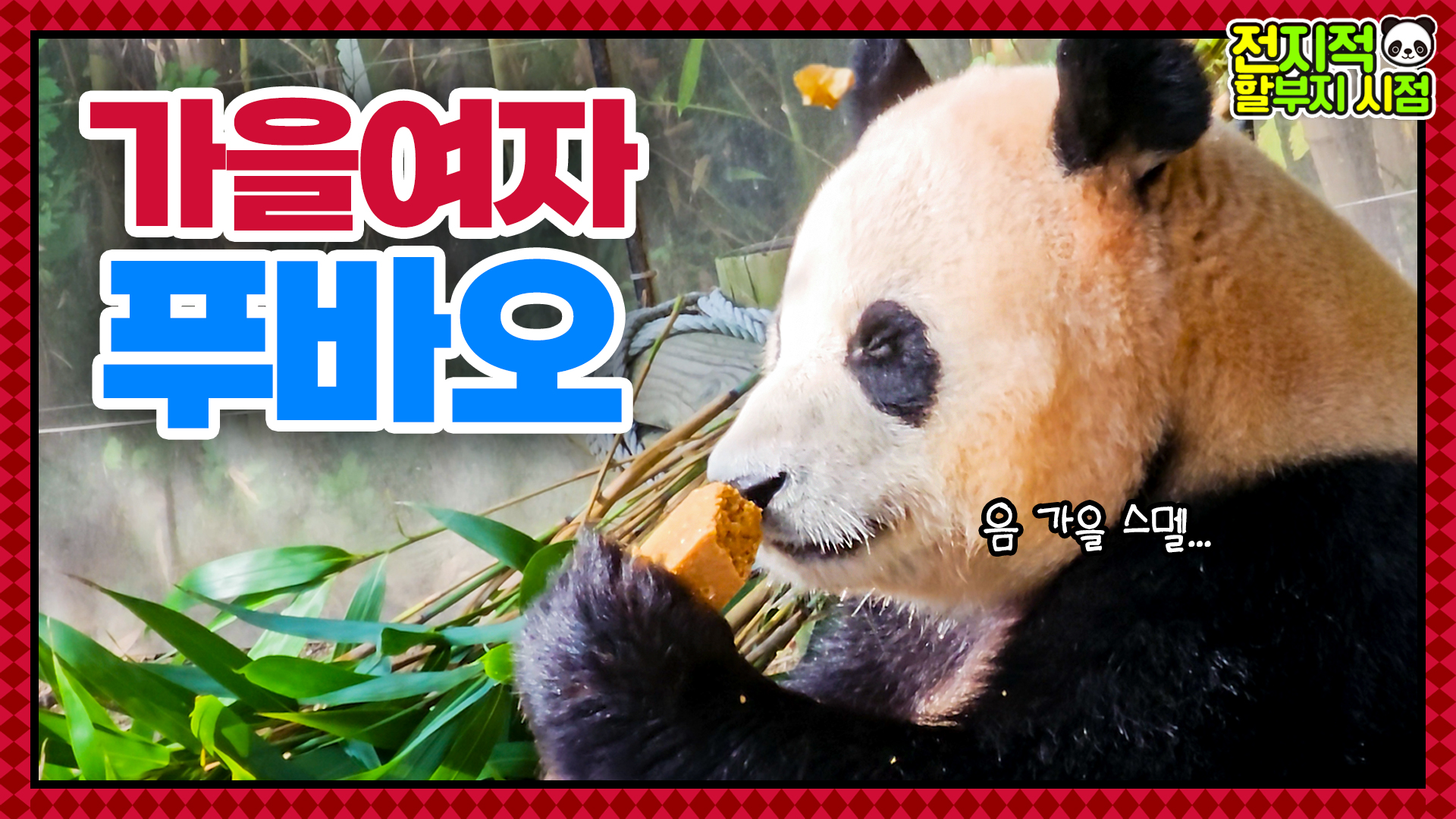 “푸바오 가을 타나봐오” 아이러푸루후의 가을맞이 일상 공개 59회