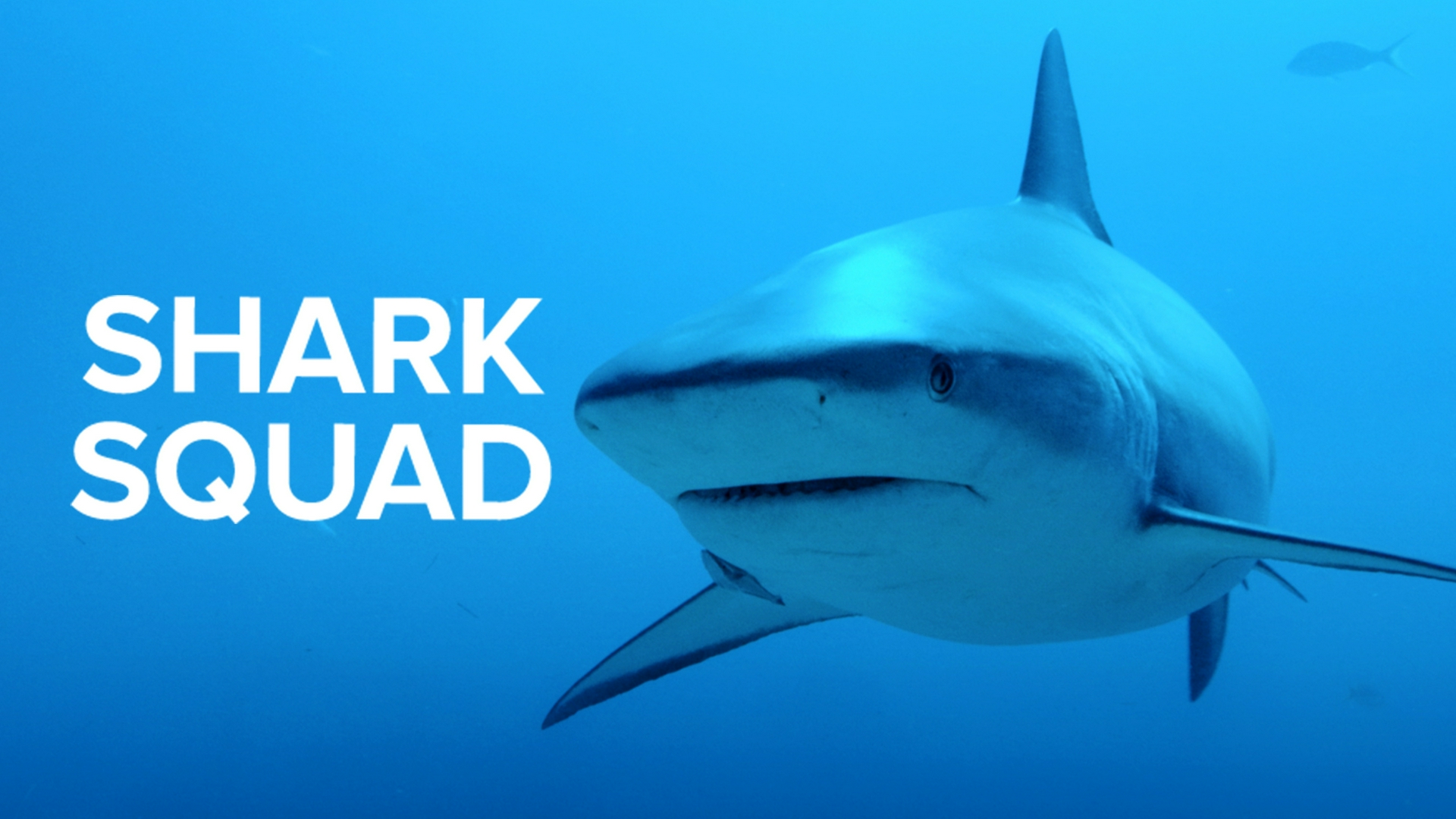 Shark Squad