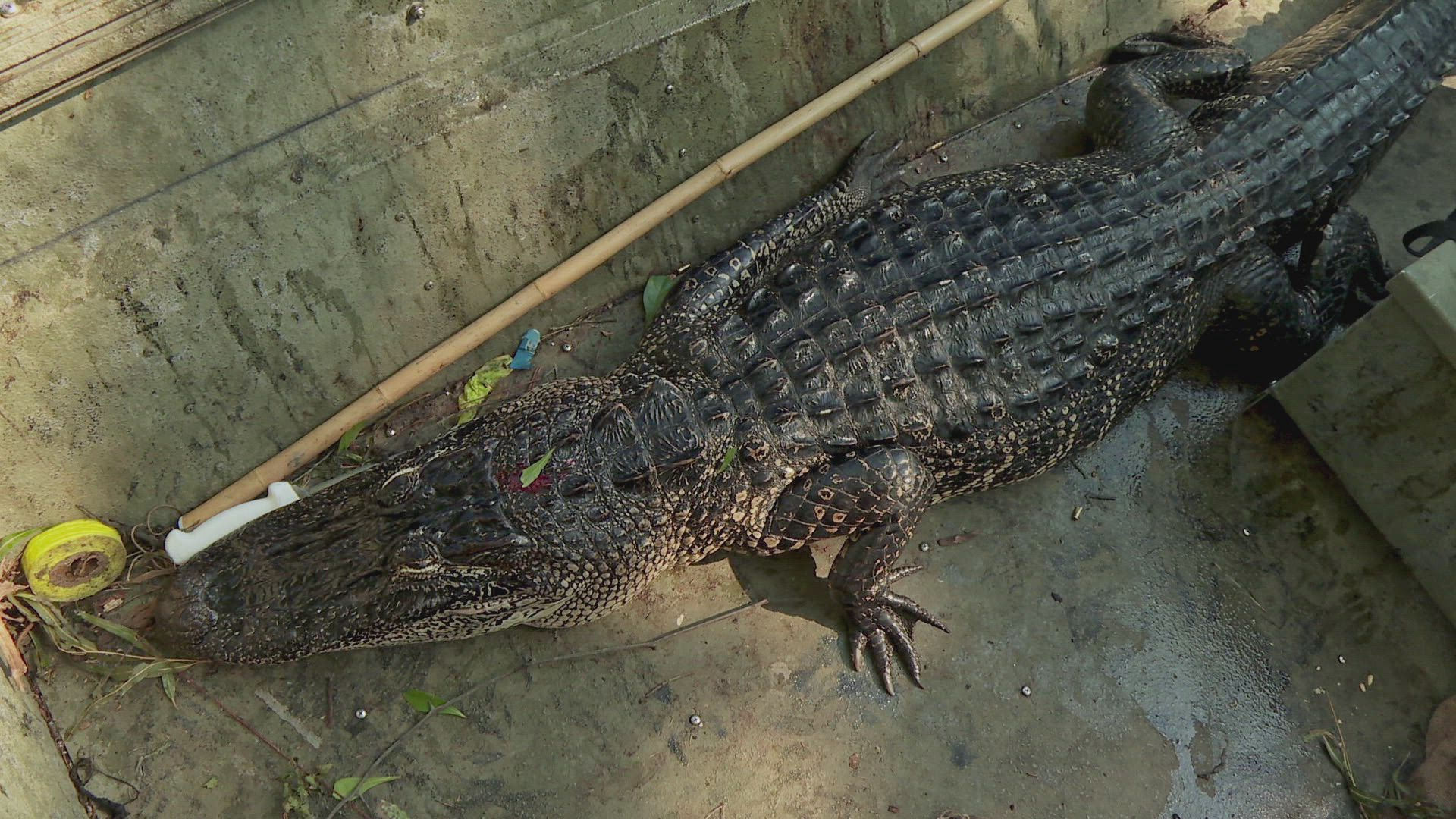 Swamp People