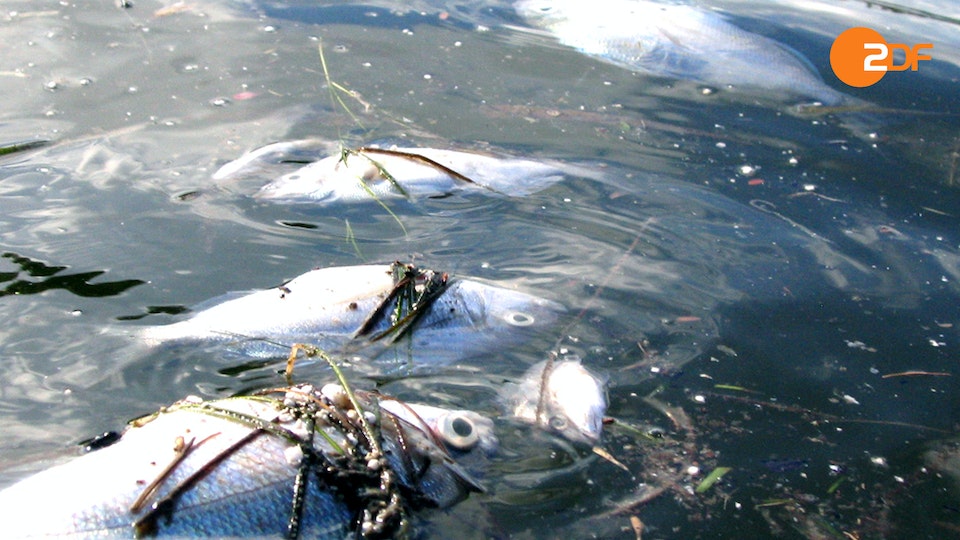 Rückkehr der Plagen: Tödliches Wasser