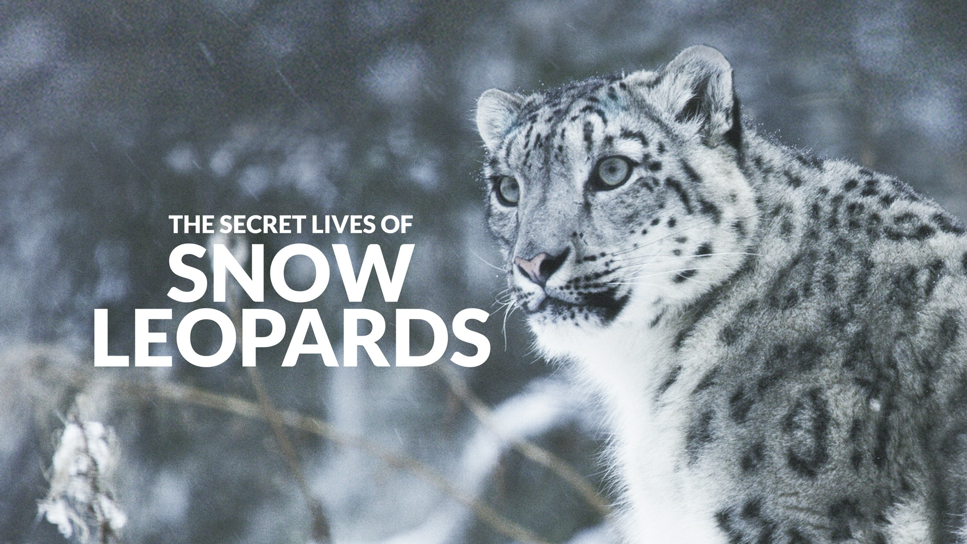 Las vidas secretas de los leopardos de las nieves