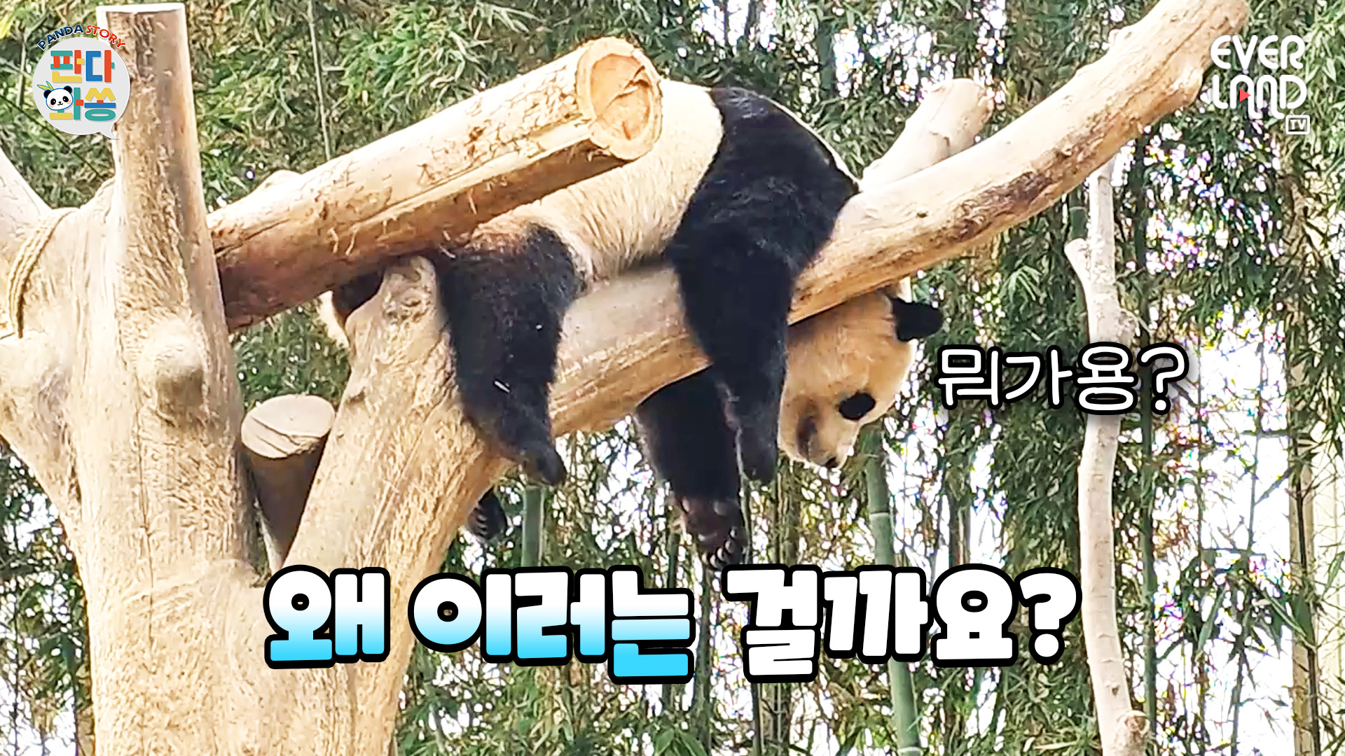 뚠빵공주 푸바오의 하루 밀착취재 92회