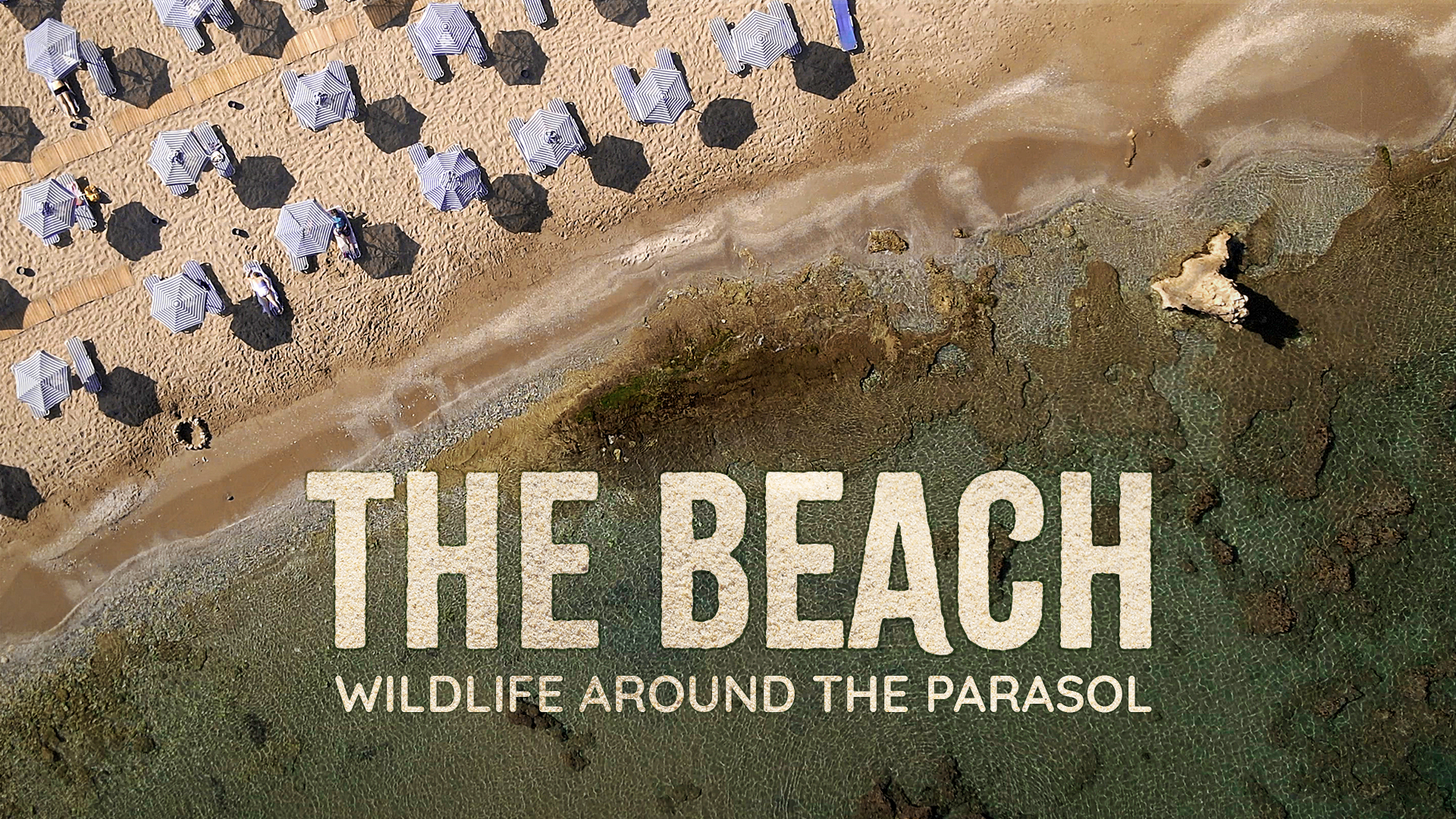 The Beach: Wildlife Around the Parasol