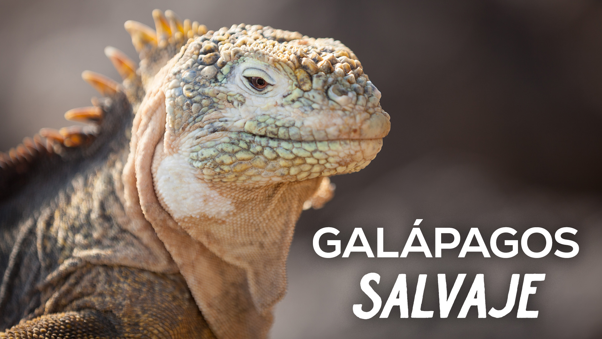 Galápagos Salvaje