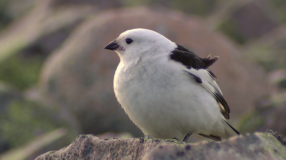 Tiere vor der Kamera
