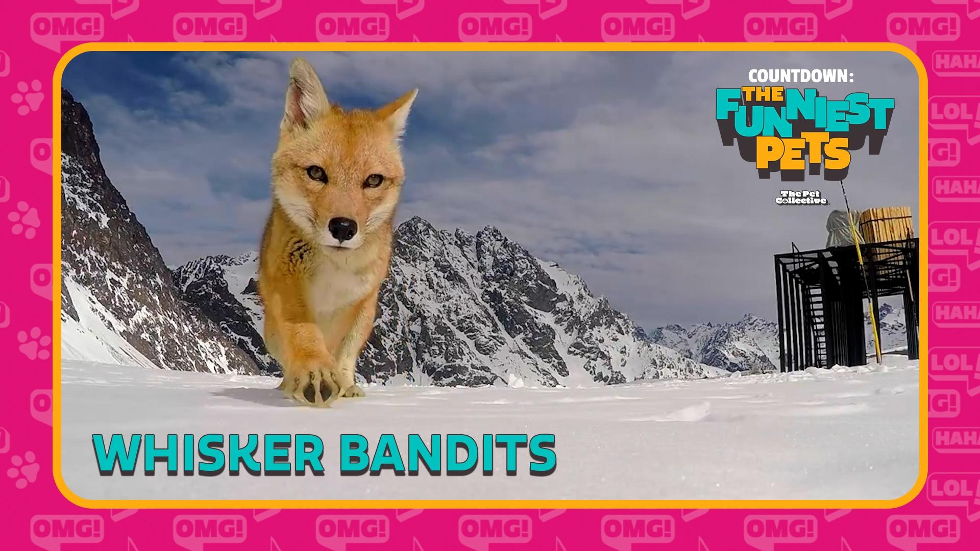 Countdown: The Funniest Pets