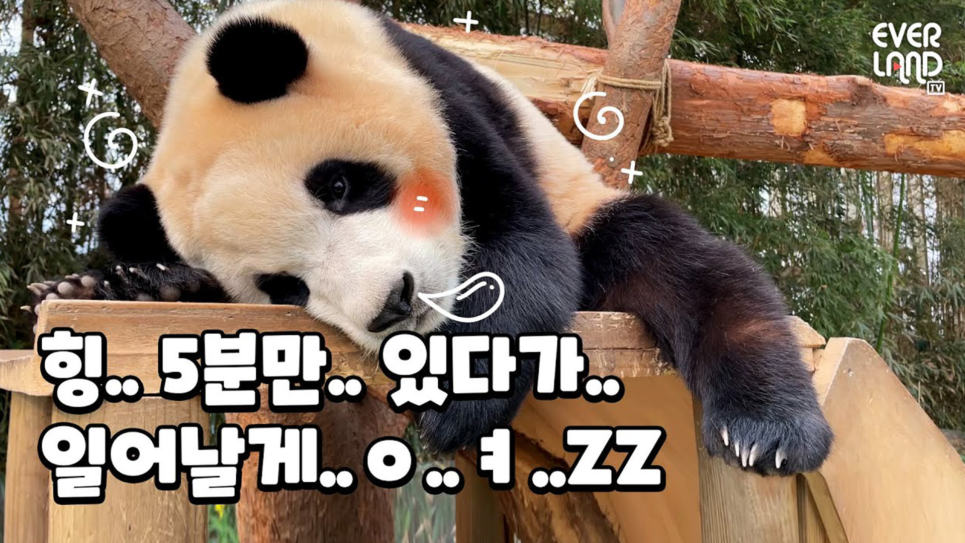 비몽사몽 푸바오를 깨우자 돌아온 대답은? 34회