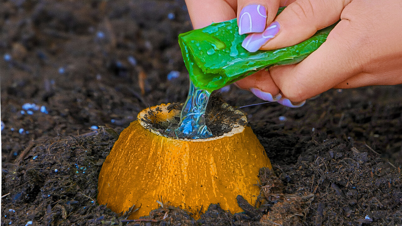 Transforme su jardín con estos trucos y consejos geniales