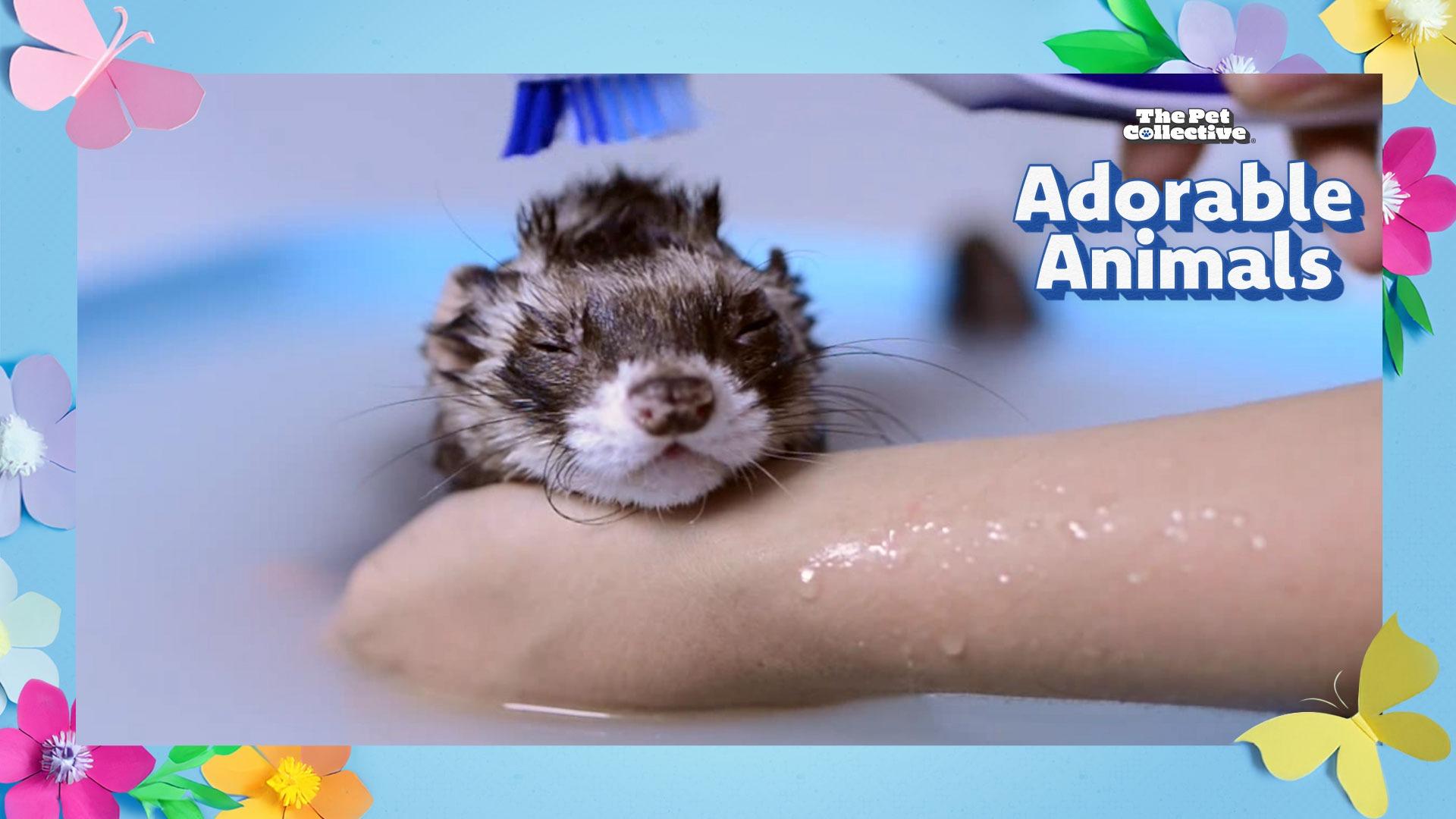 The Pet Collective Adorable Animals