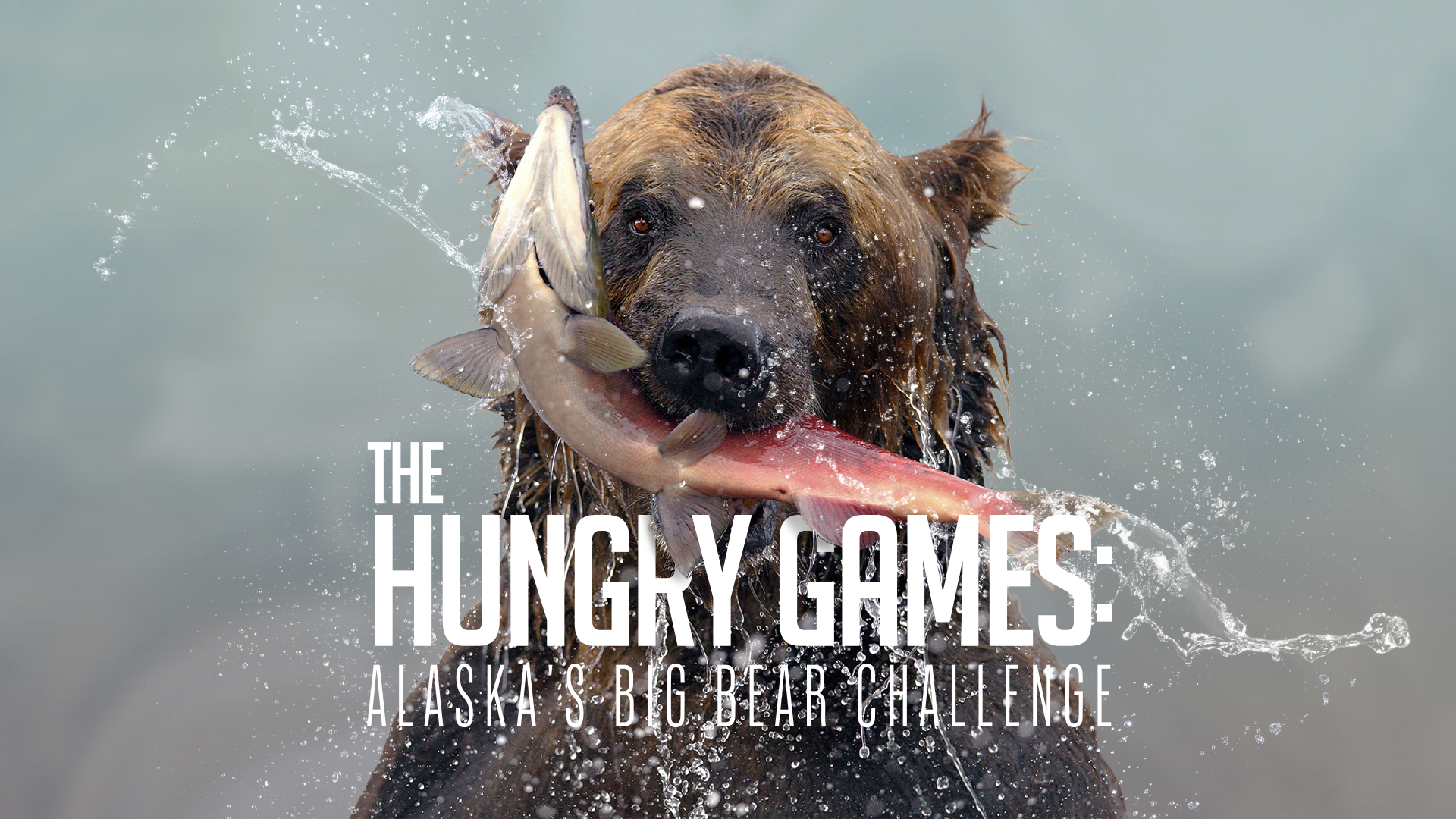 The Hungry Games: Alaska's Big Bear Challenge