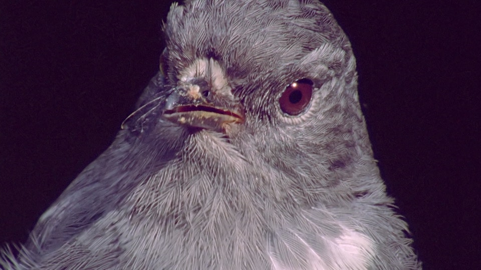 Tiere vor der Kamera