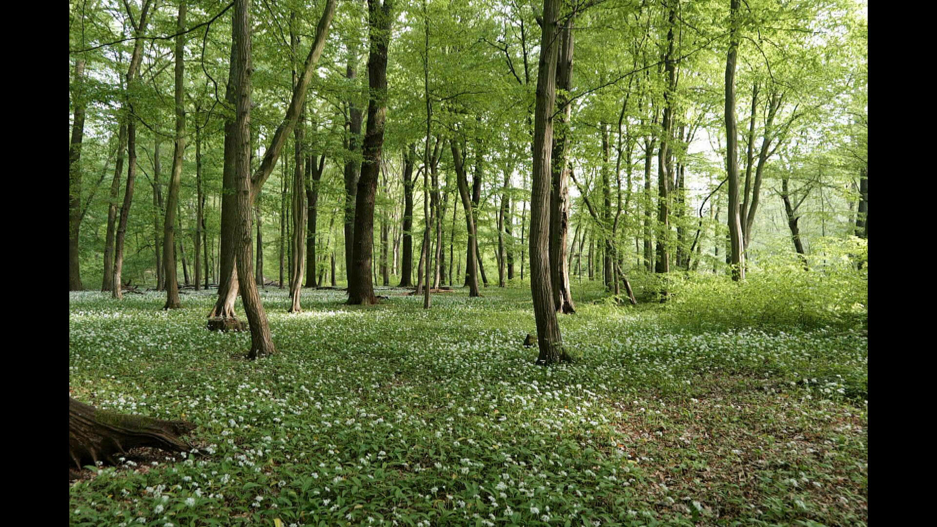 Invitation au voyage