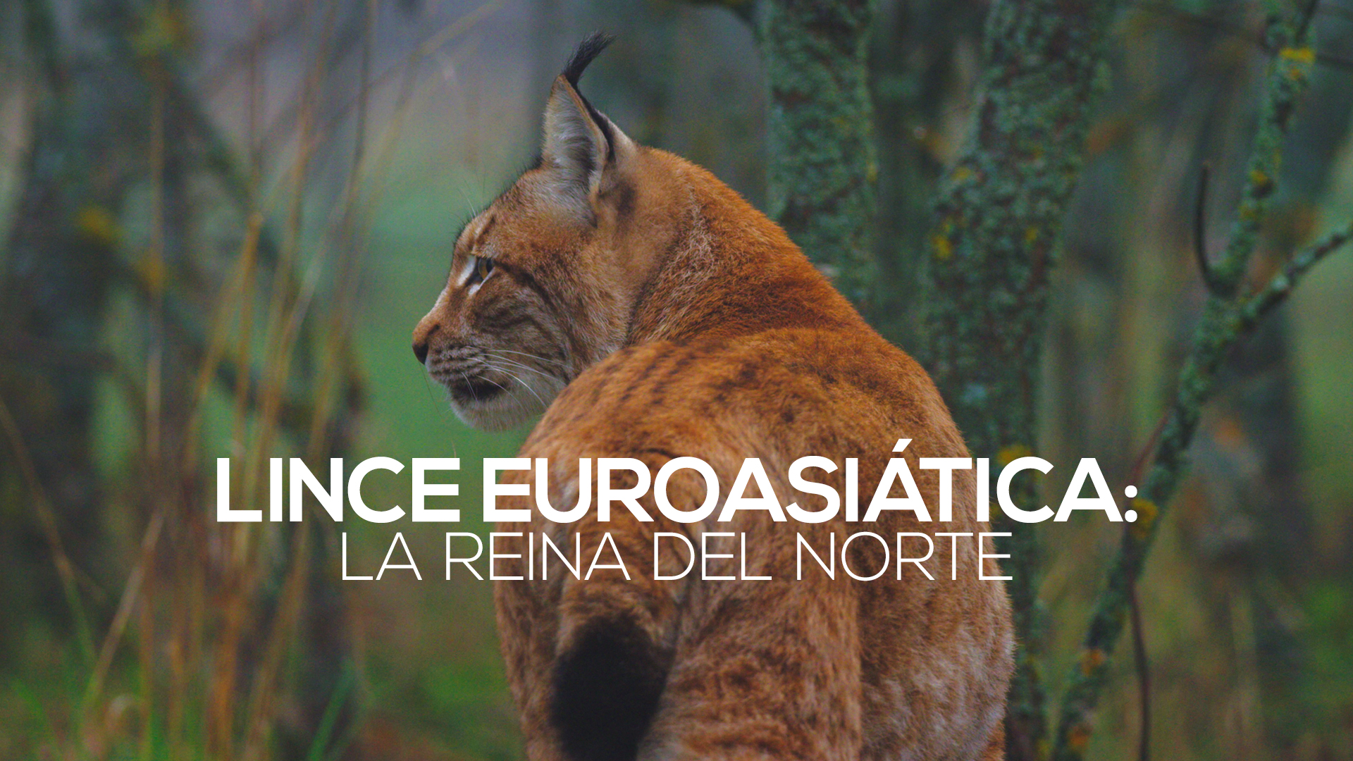 Lince euroasiática: La reina del norte