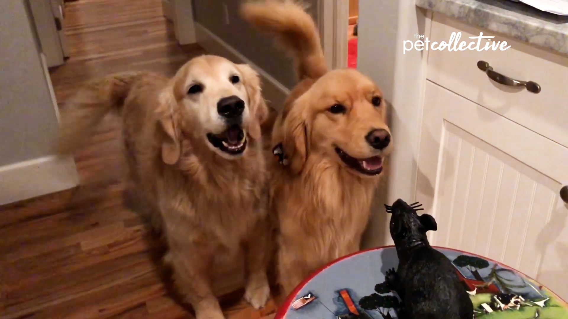 Best Pets of the Month