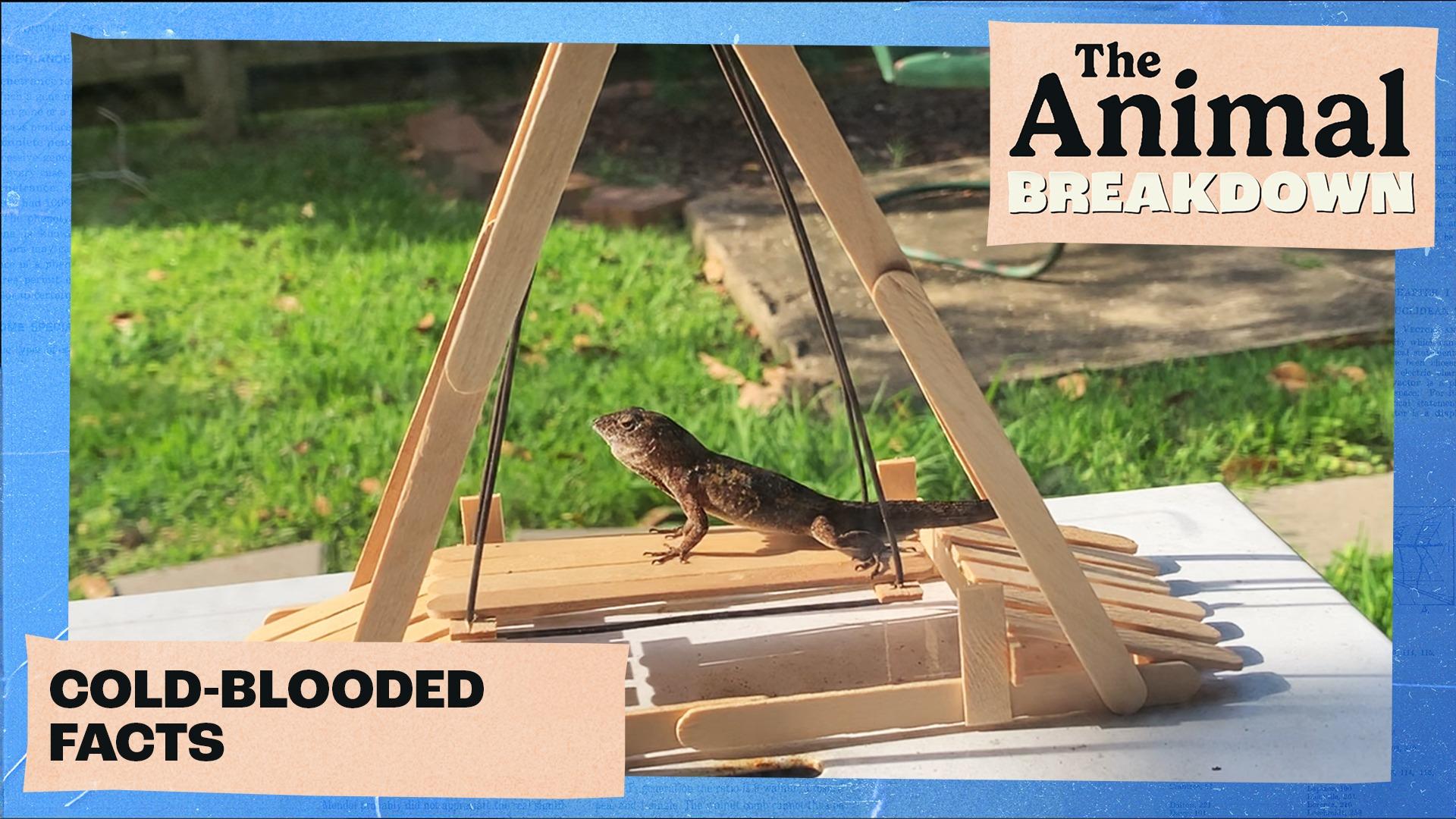 The Animal Breakdown | Cold-Blooded Facts