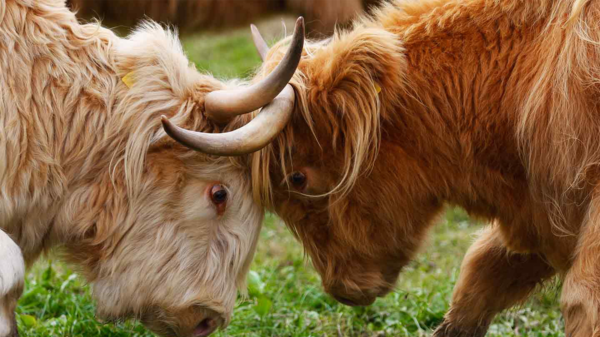 Battle of the Alphas