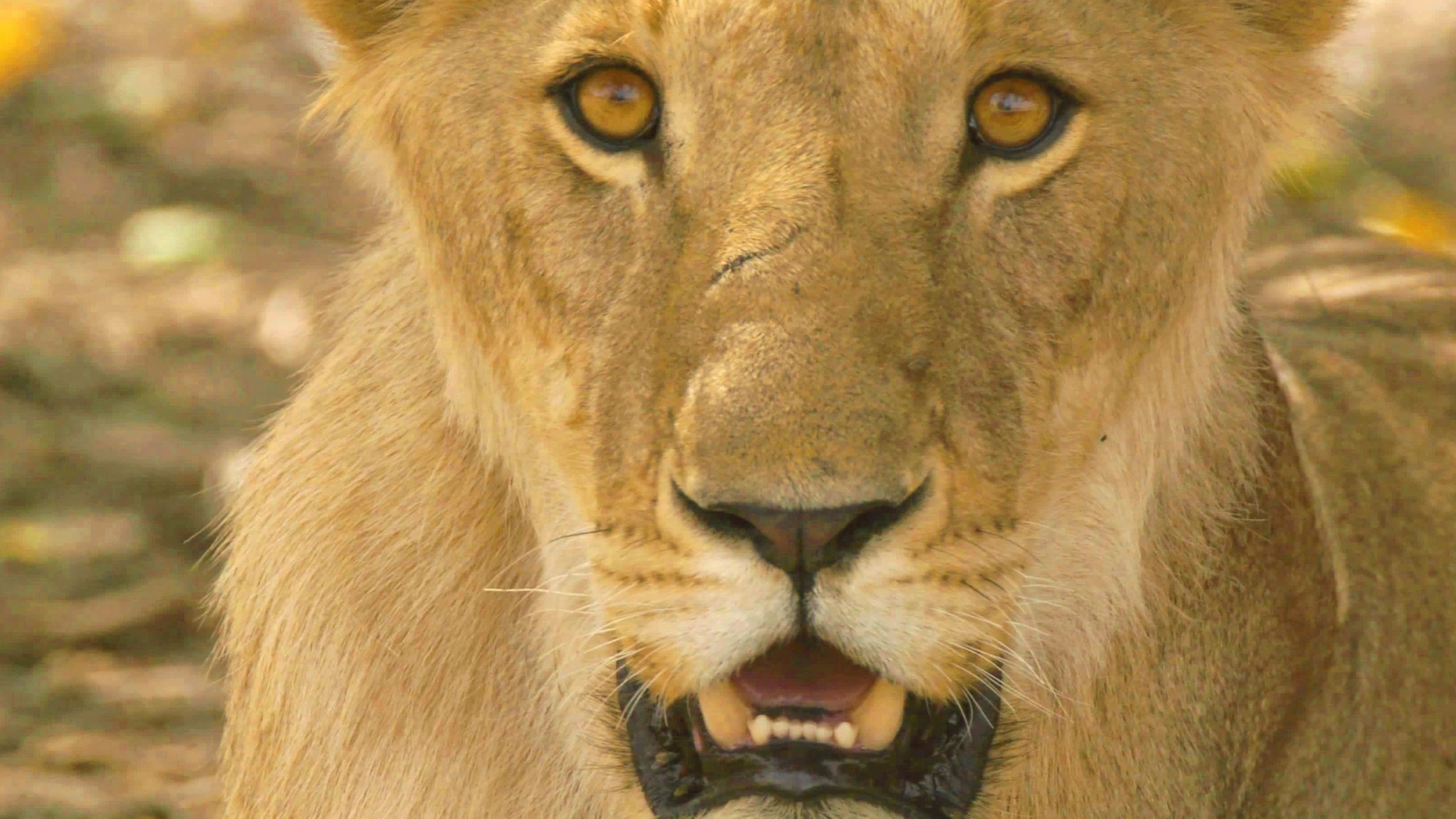 Les Animaux Après l'Eden