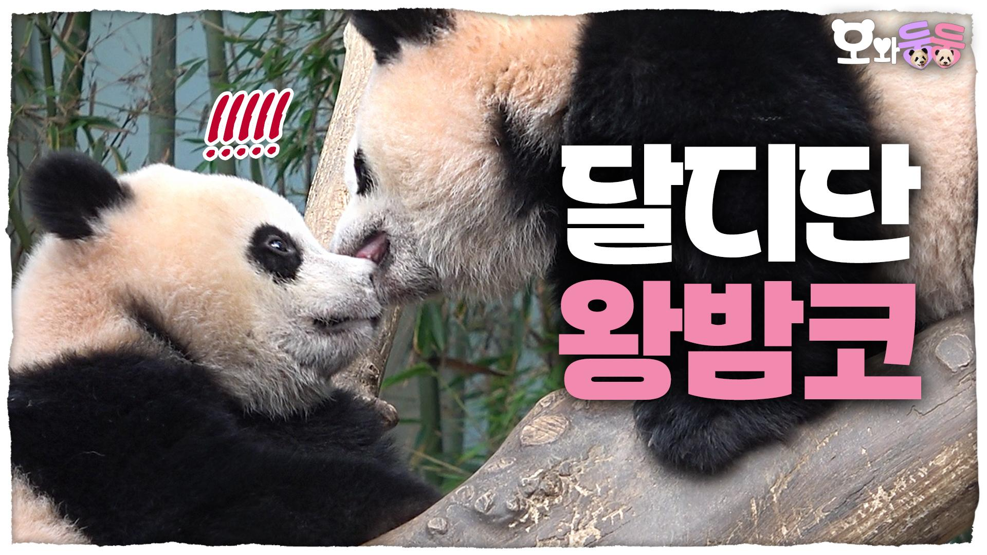 루이온니 가만안도!!! 장꾸 루후의 투닥투닥 모먼트부터 바오가족의 알콩달콩