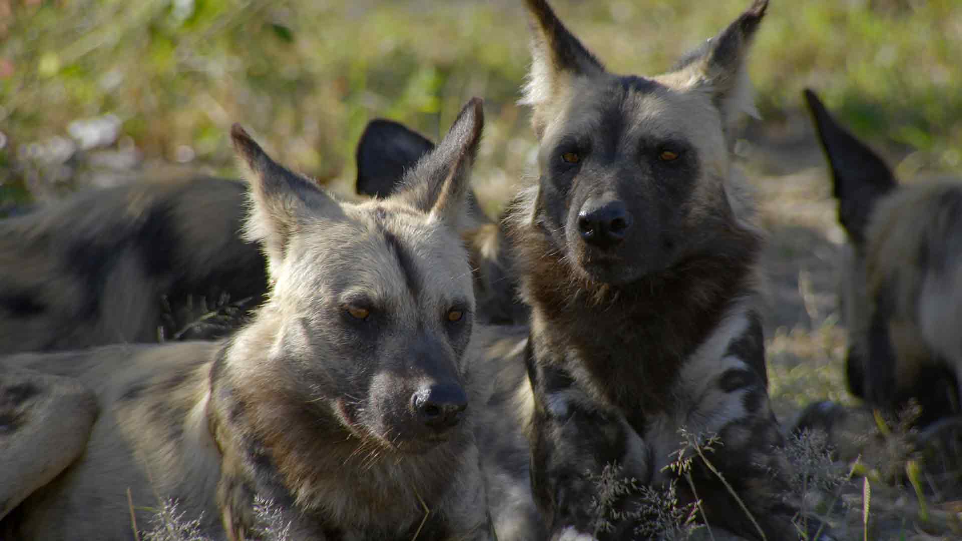 La grande oasi africana – Okavango