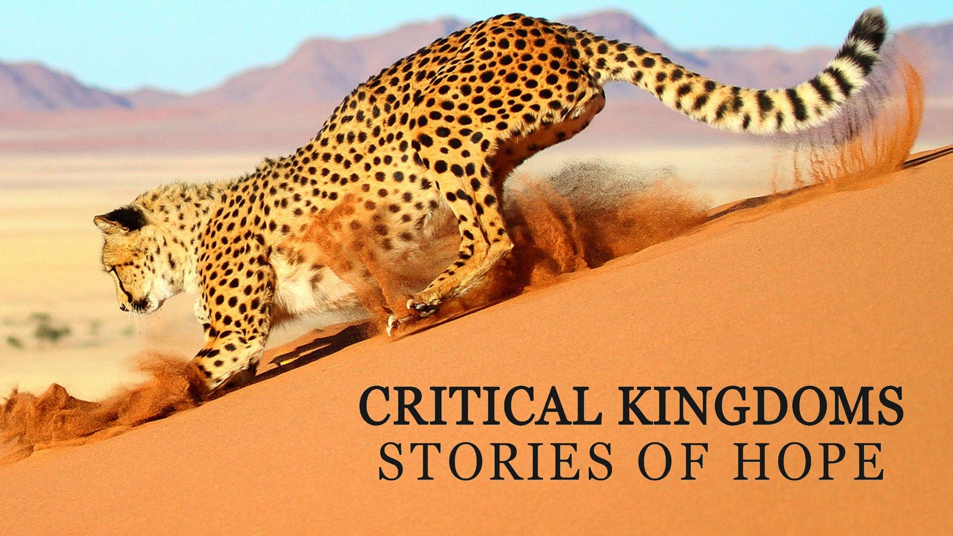 Critical Kingdoms: Stories of Hope