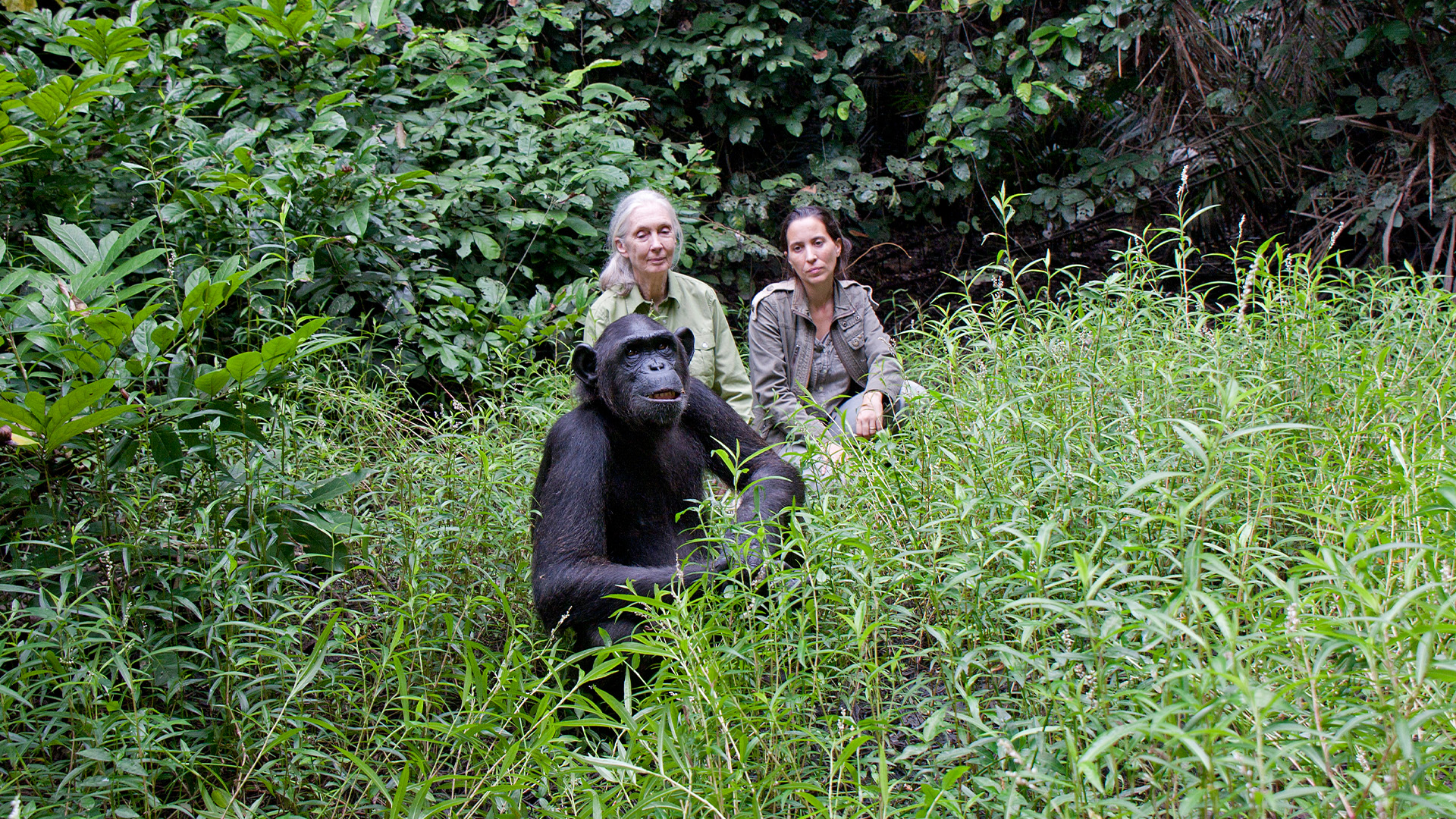Schimpansen im Kongo mit Jane Goodall