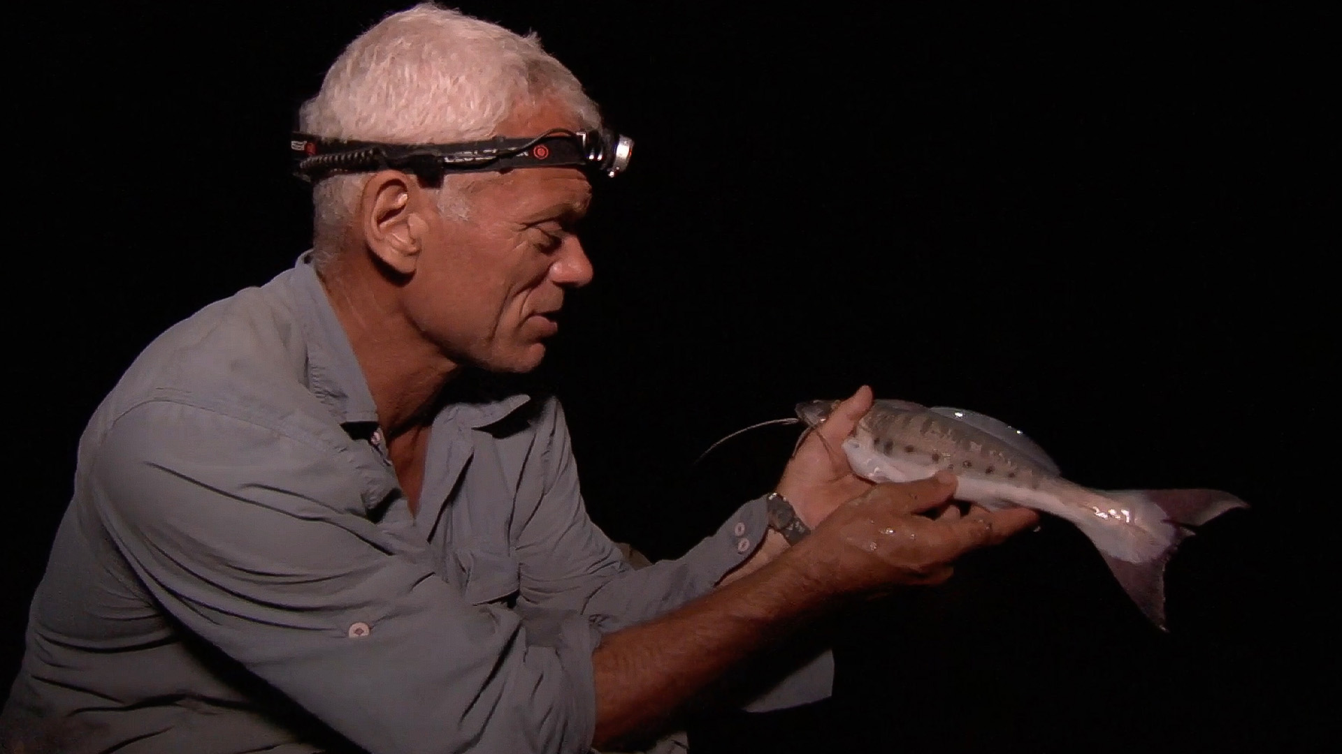 Der kolumbianische Süßwasserstechrochen