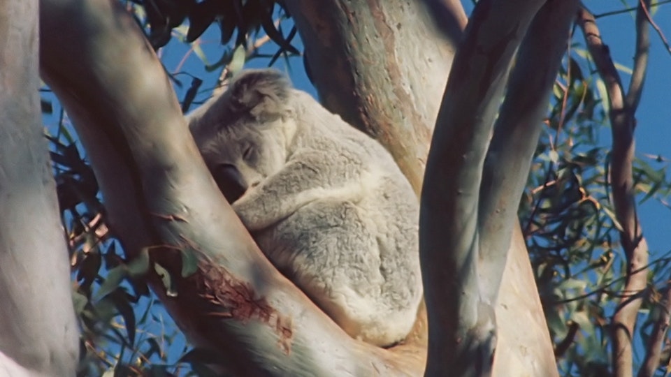 Tiere vor der Kamera