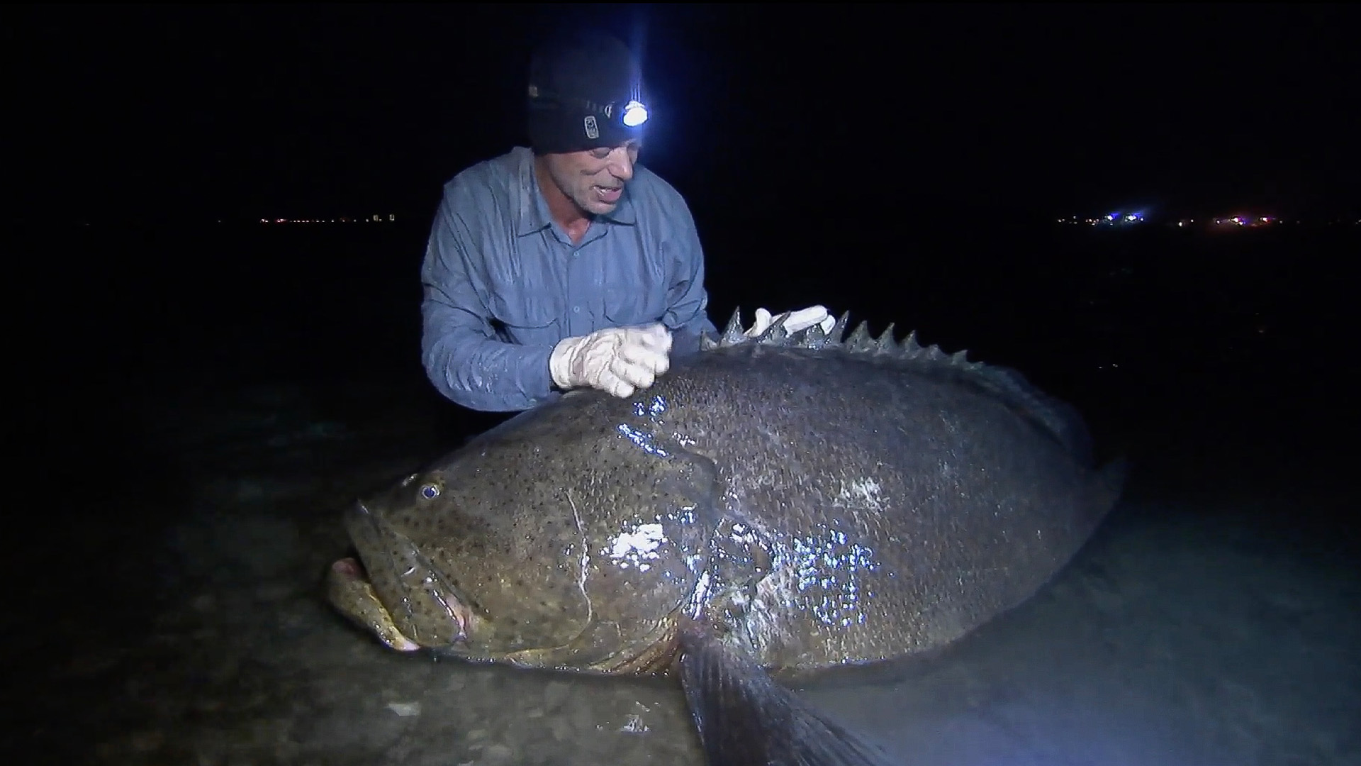 Der Amerikanische Killer-Wels