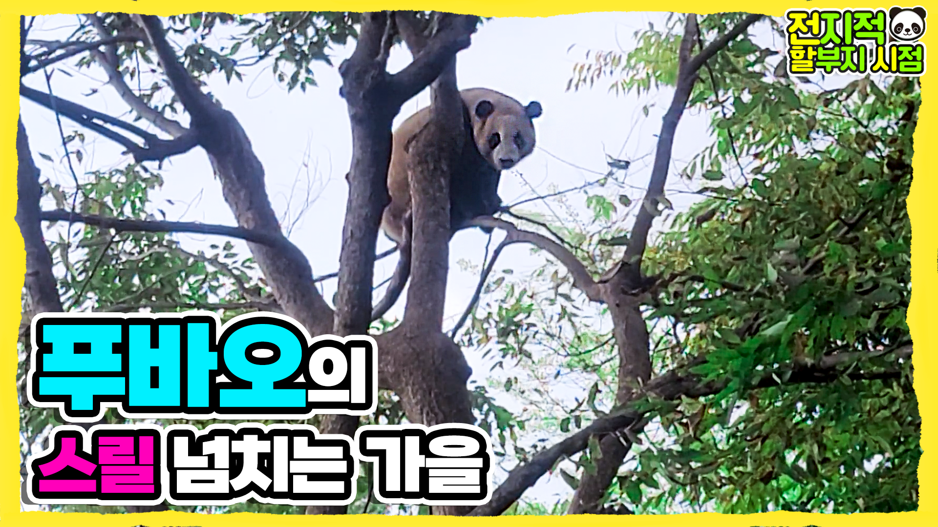 처음으로 엄마 없이 야외놀이터에 나온 푸바오의 아슬아슬 나무타기 6회