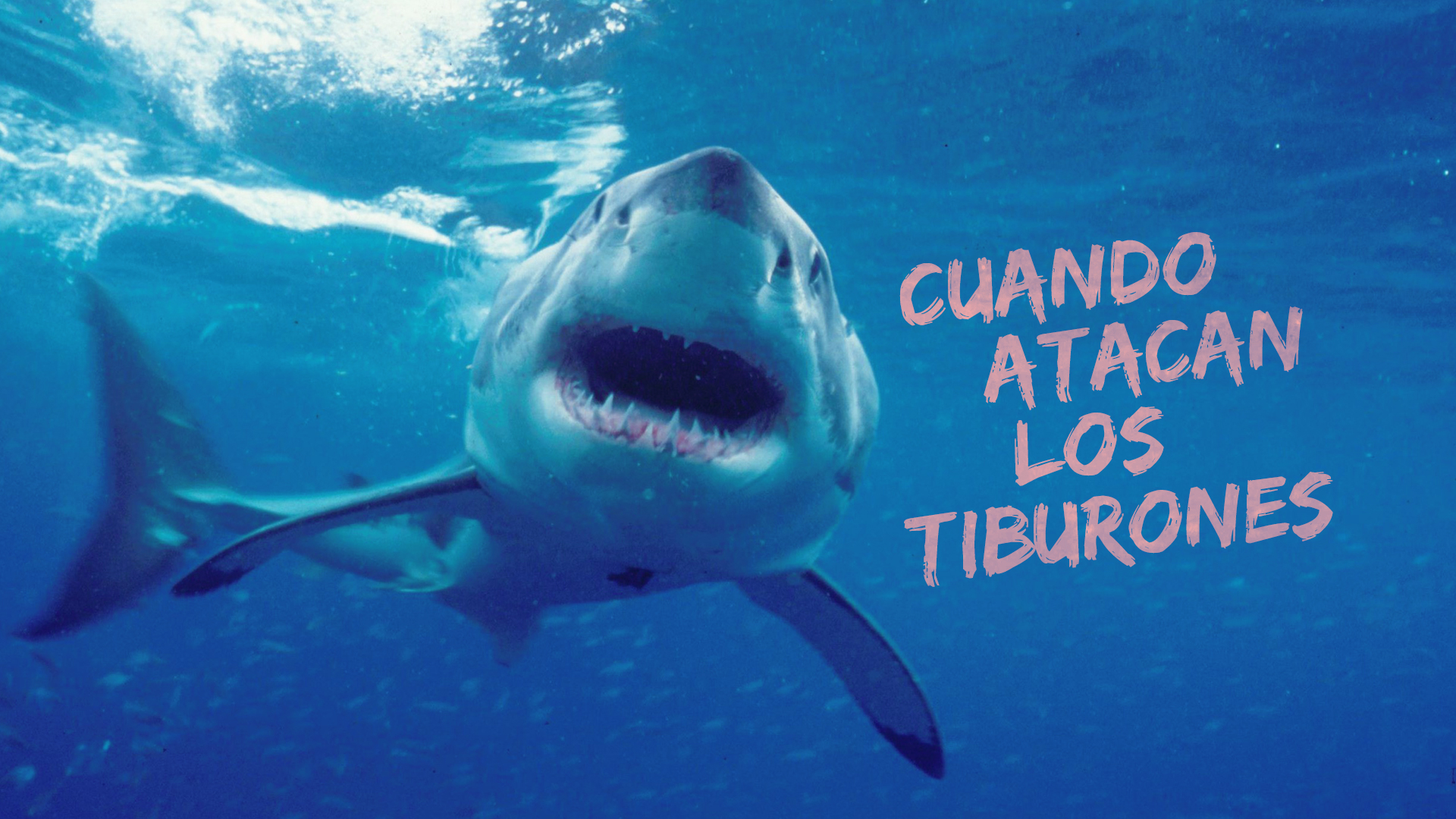 Cuando atacan los tiburones