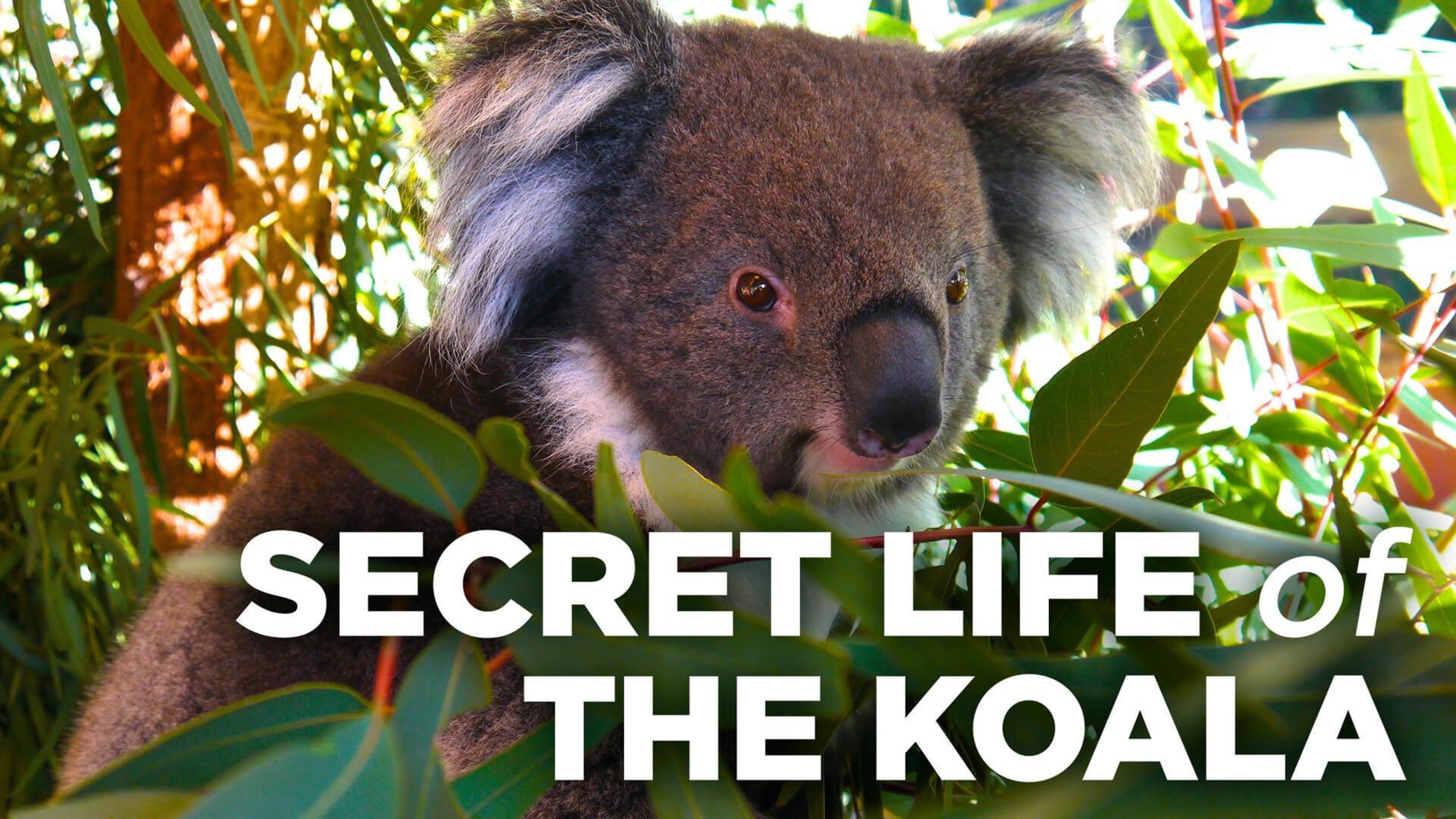 Secret Life of the Koala