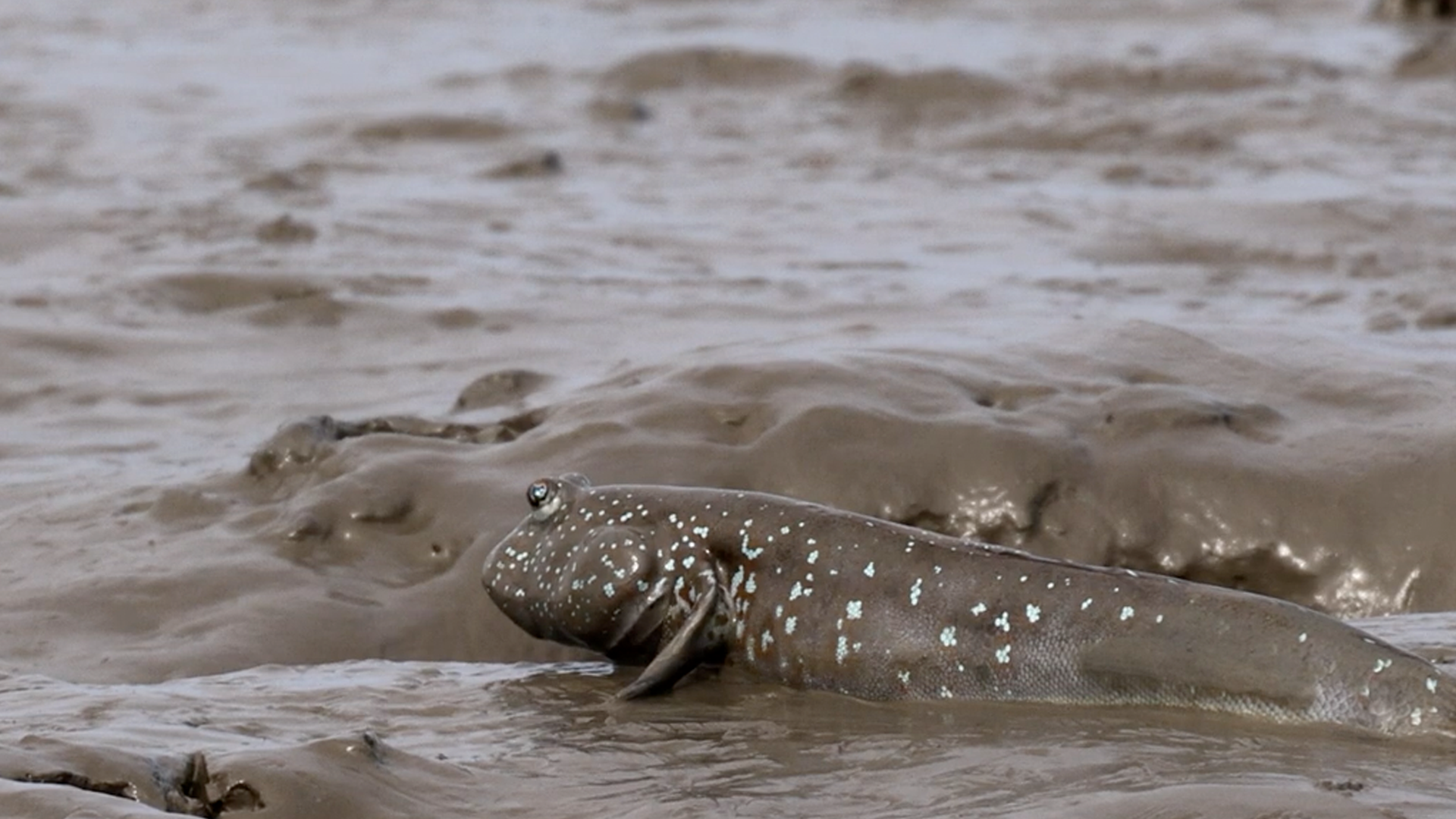 [오늘도 평화로운 갯벌] 짱뚱어의 하루, 신안 갯벌
