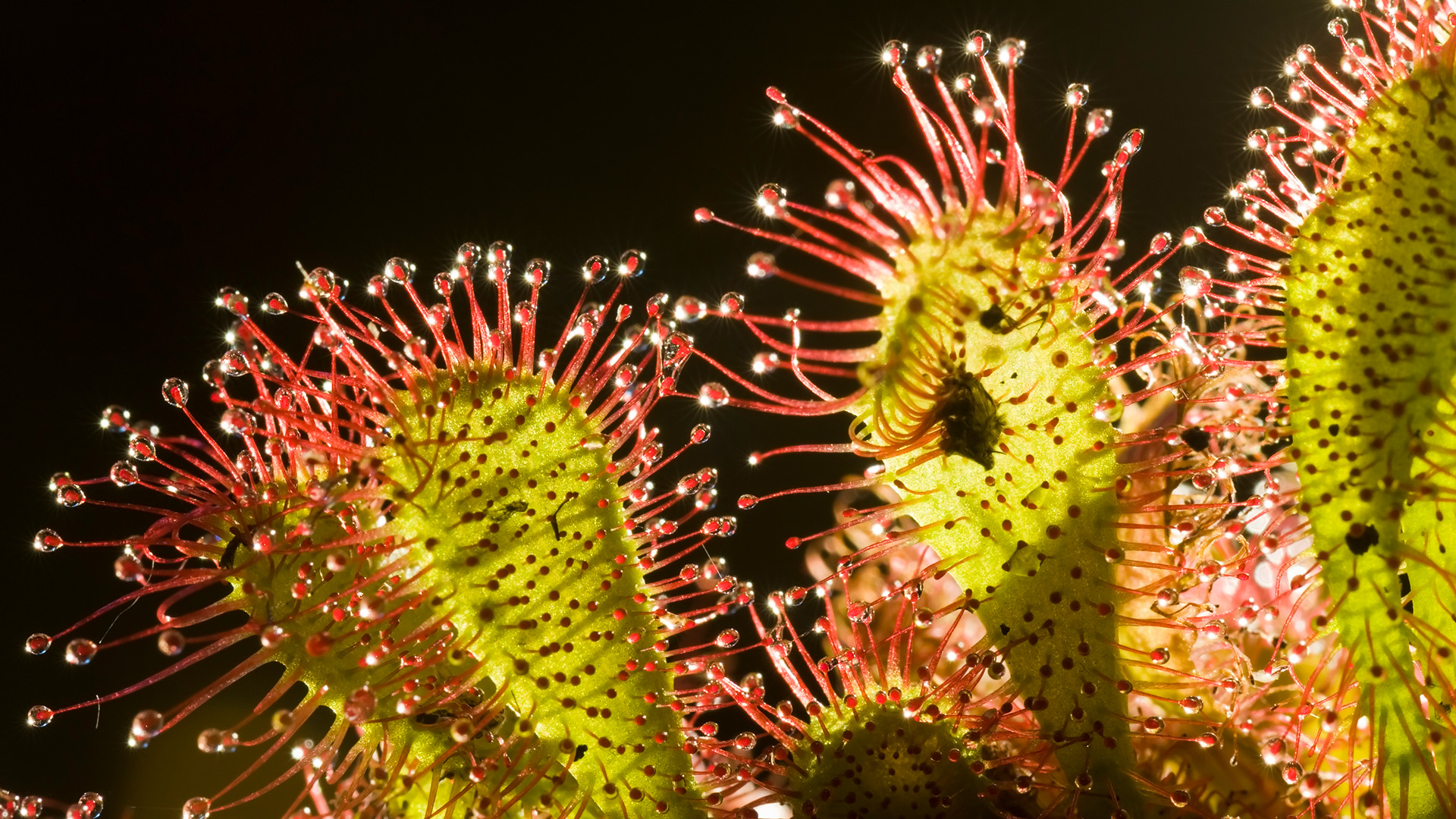 Die Tricks der Pflanzen