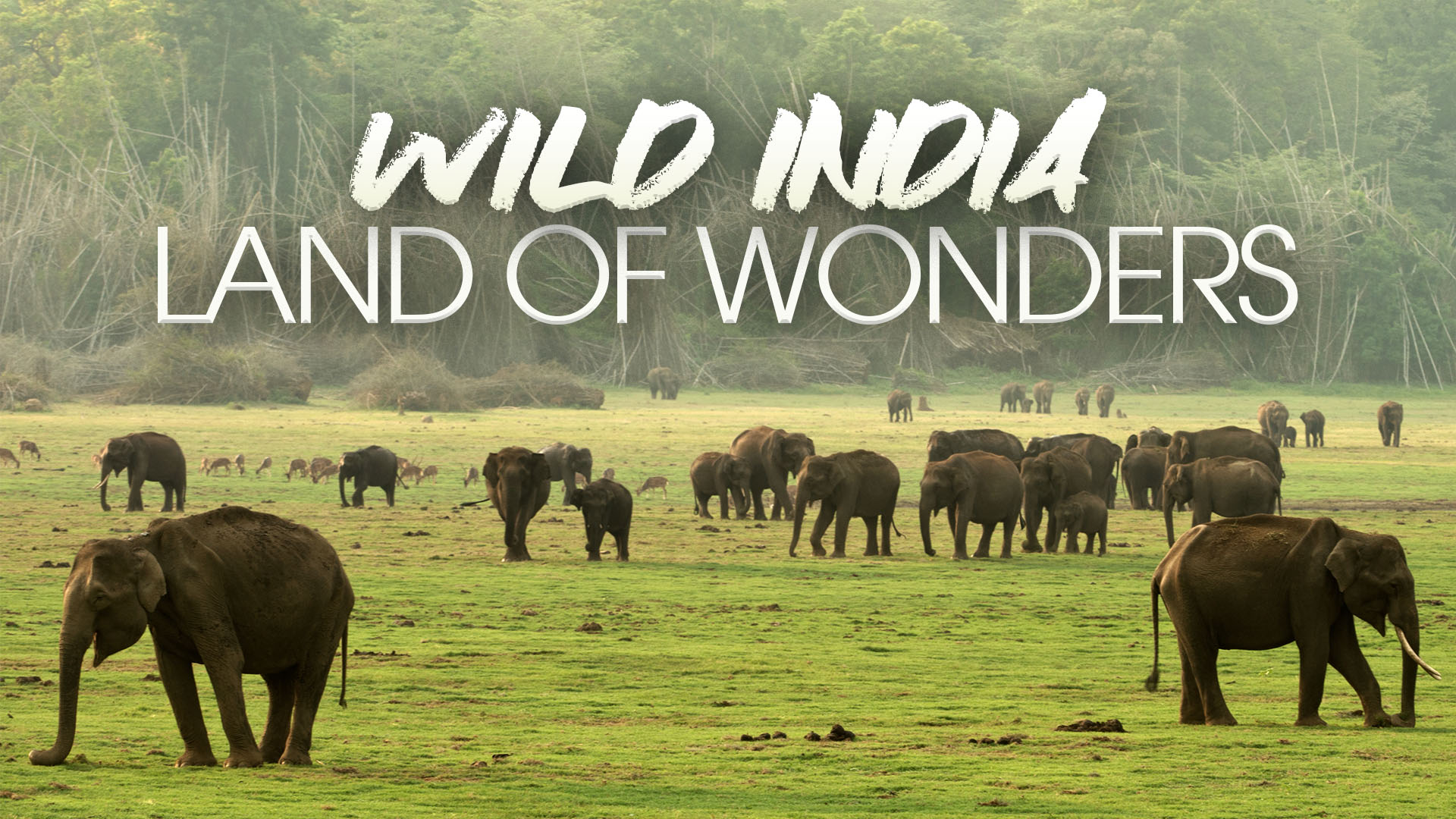Wild India