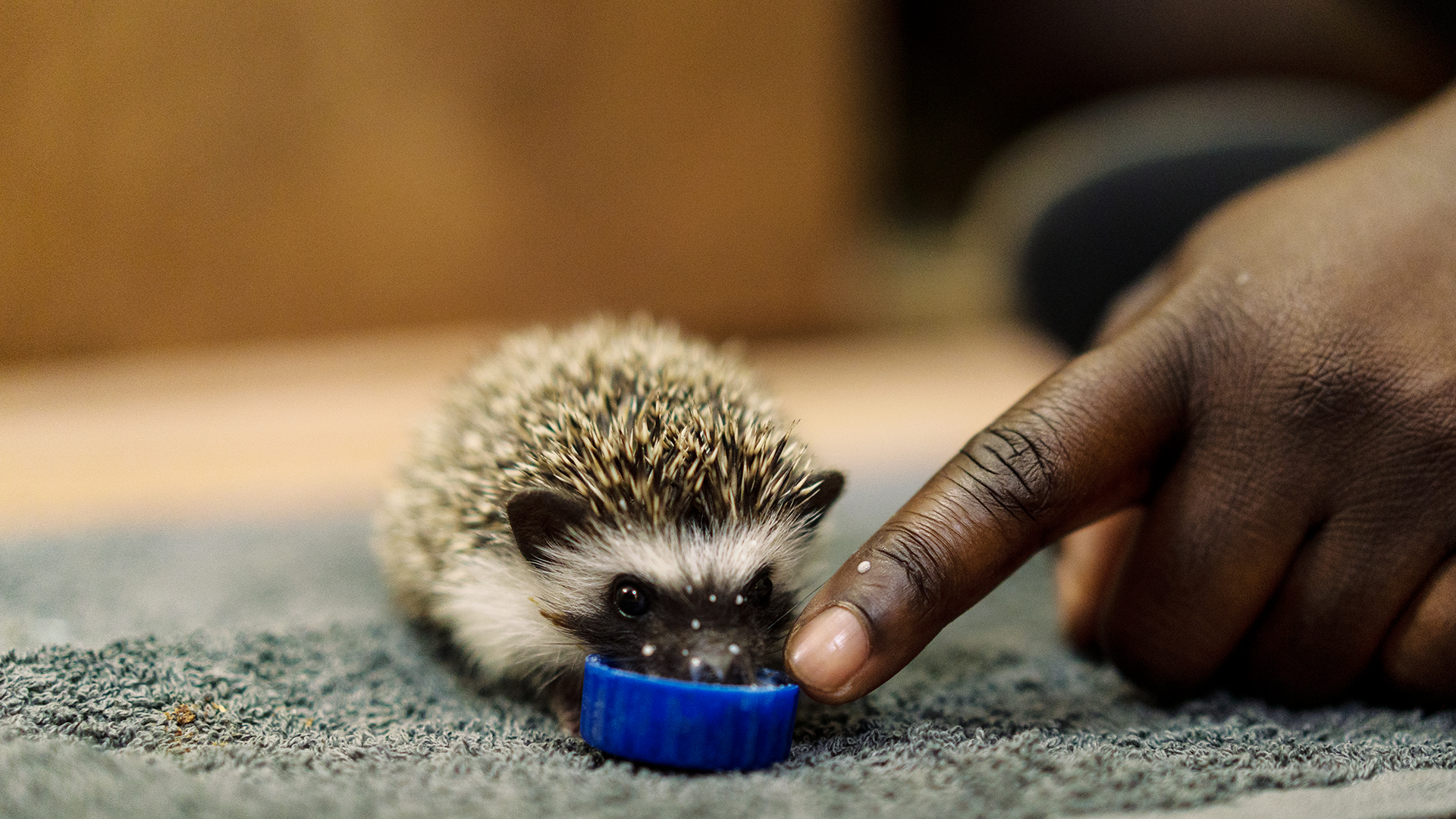 Malawi Wildlife Rescue
