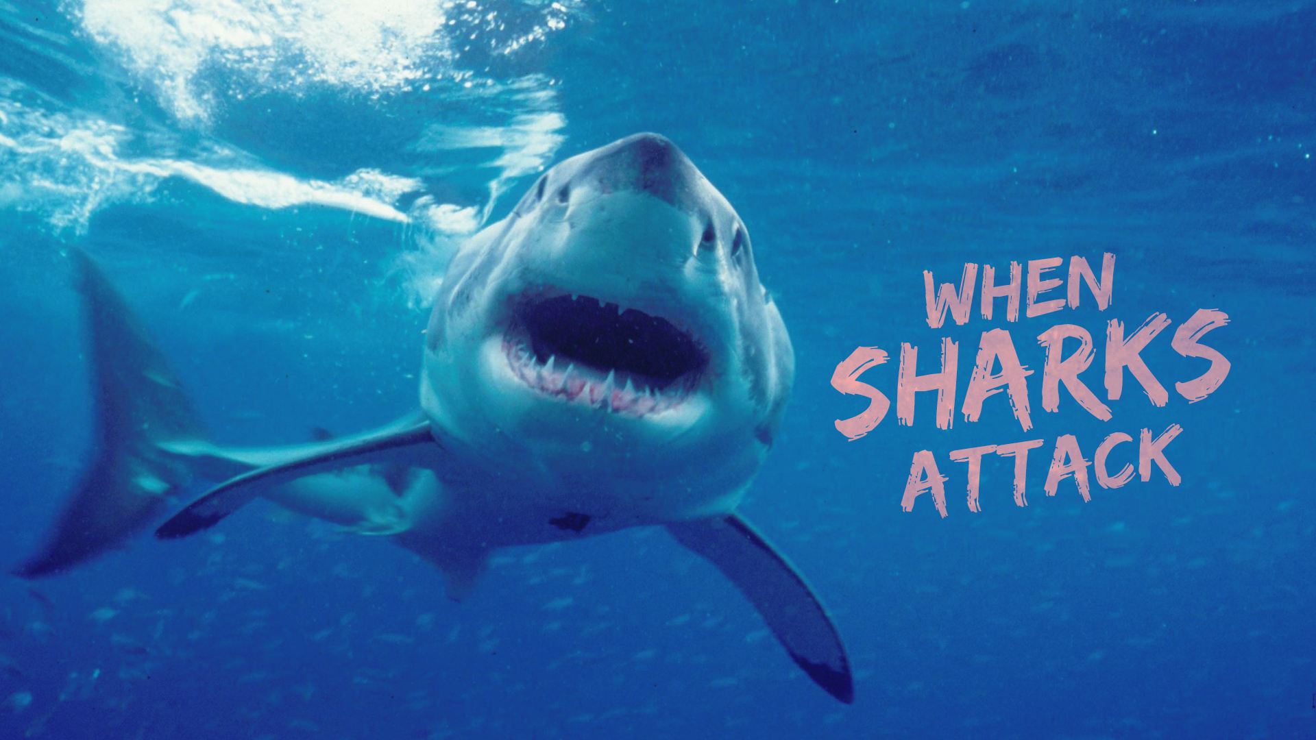 When Sharks Attack
