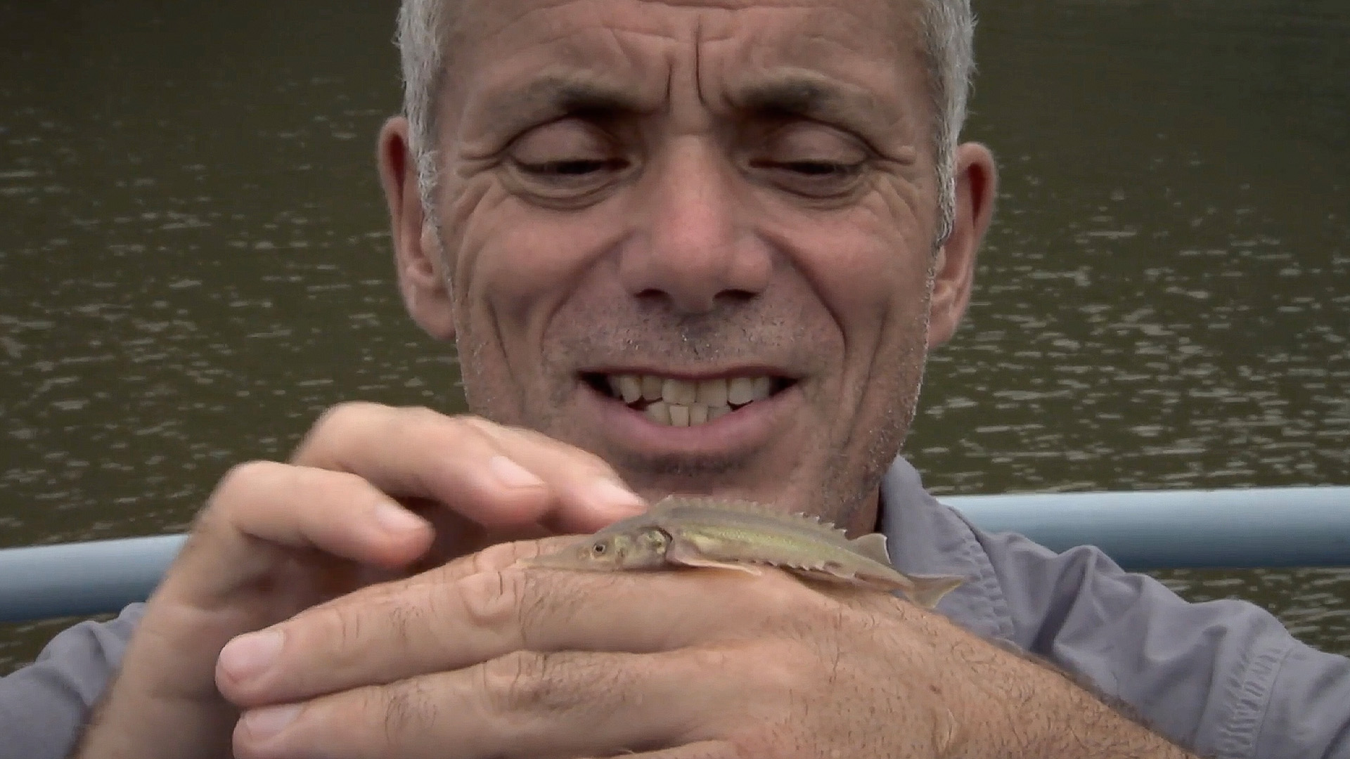 Der russische Kaluga-Hausen