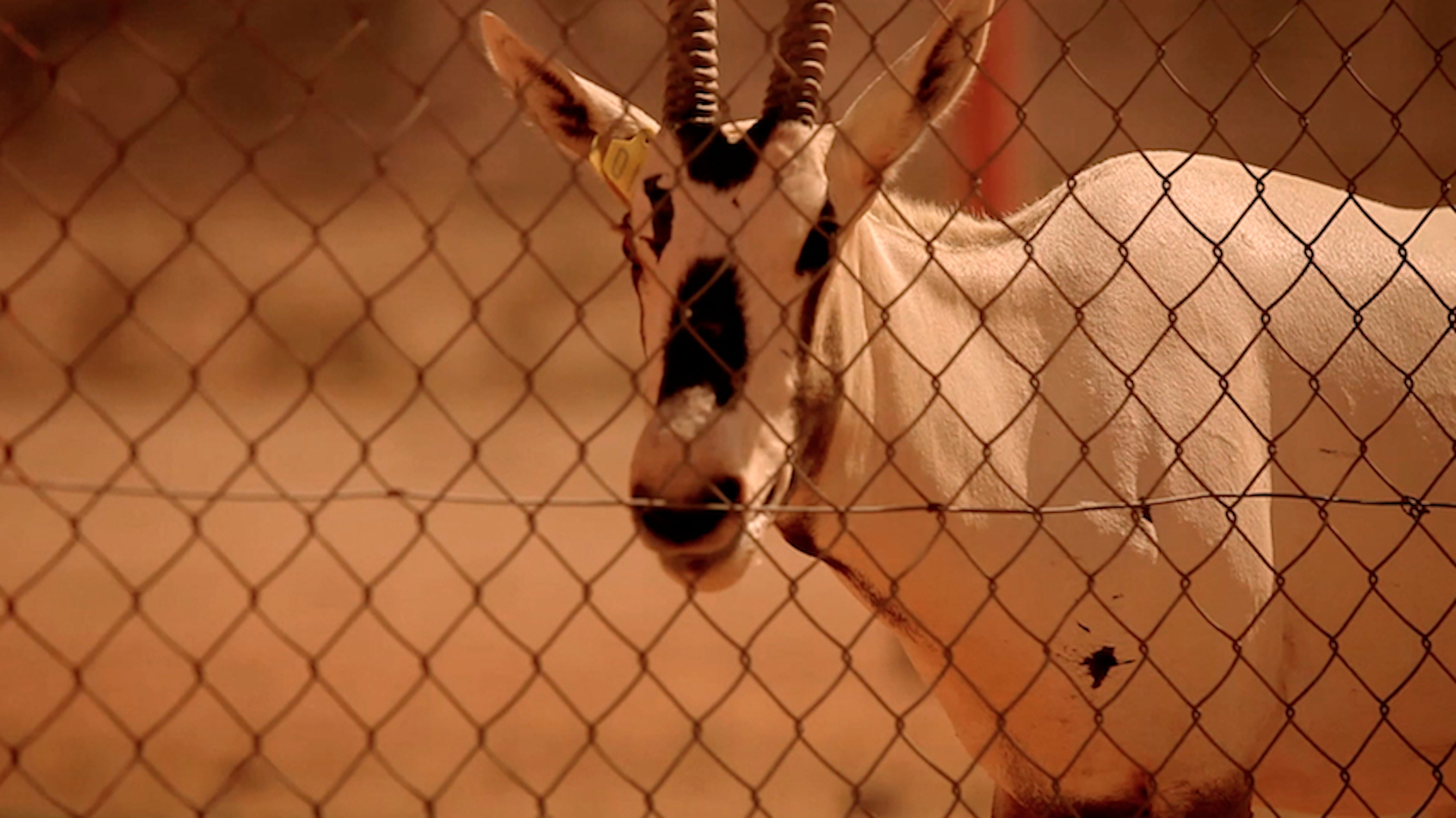 Saved From Extinction