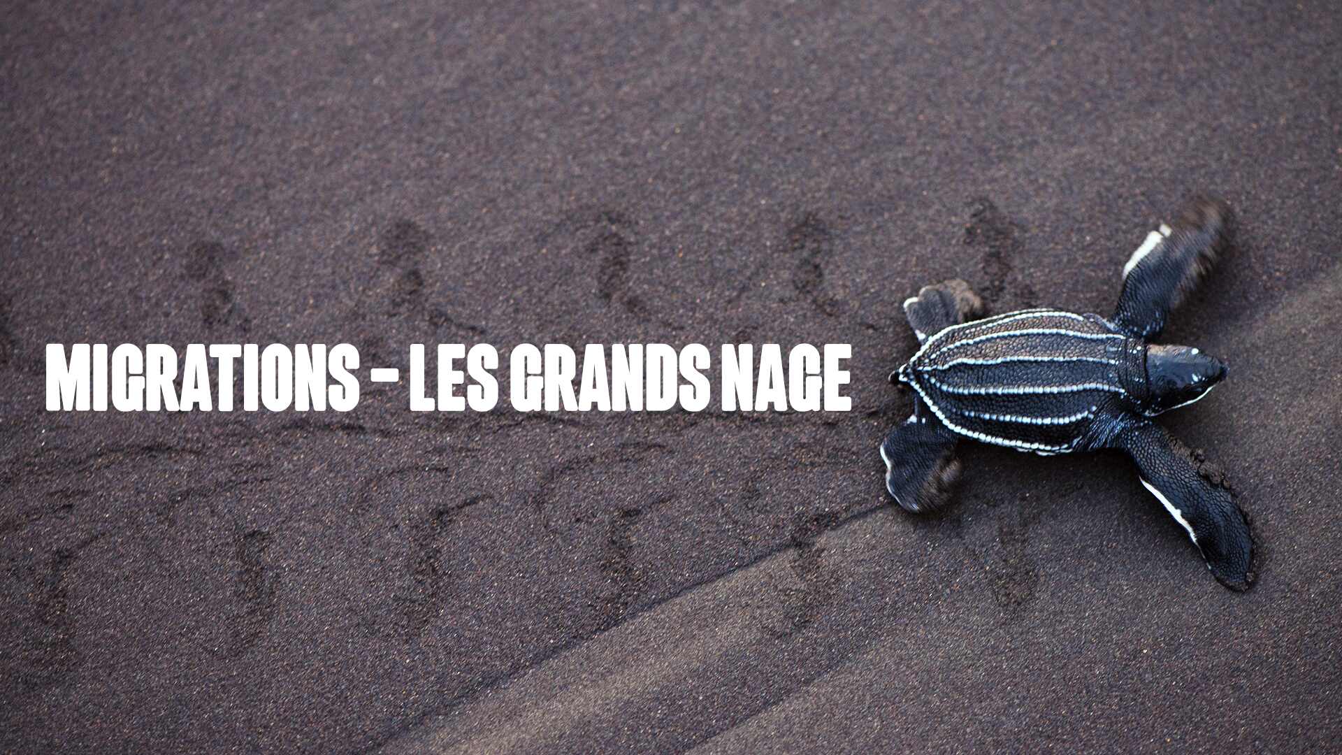 Migrations: La Grande Nage