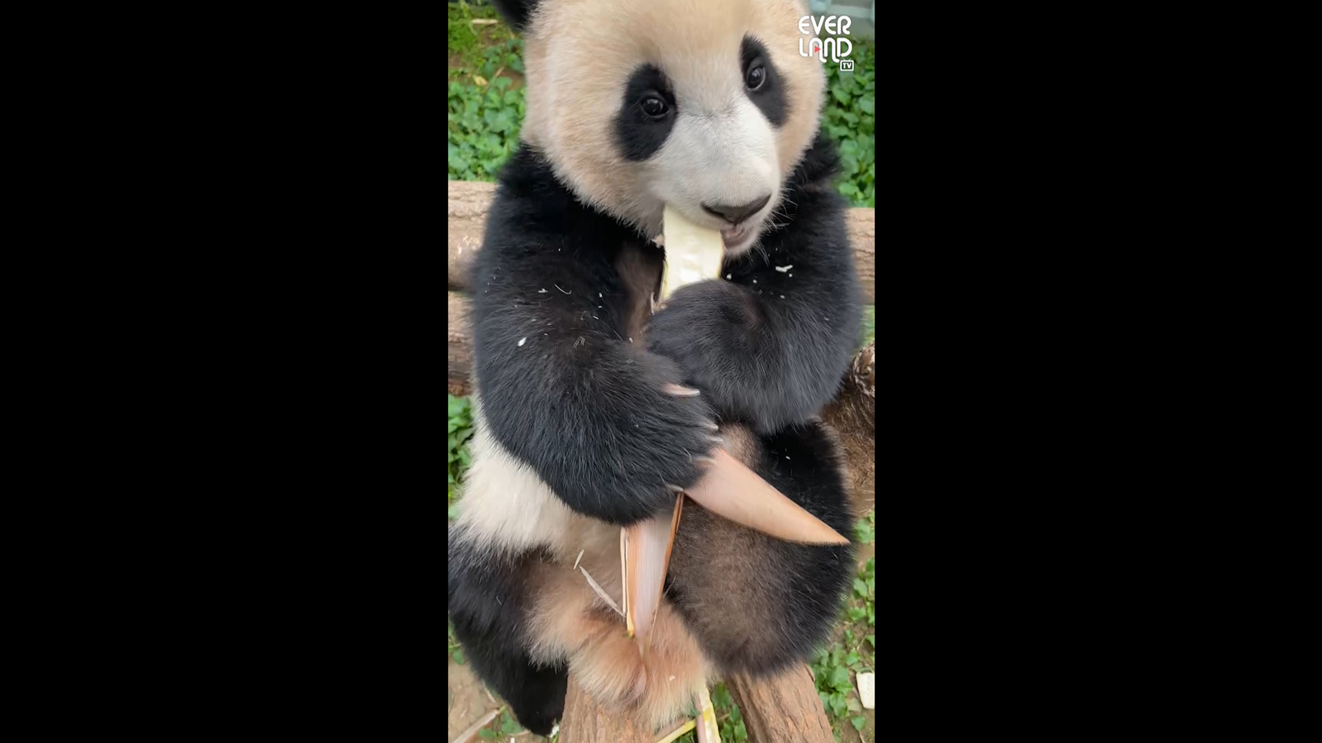 죽순 깨물깨물하는 푸바오를 지켜보는 잔소리쟁이 작은할배 시점 초근접 직