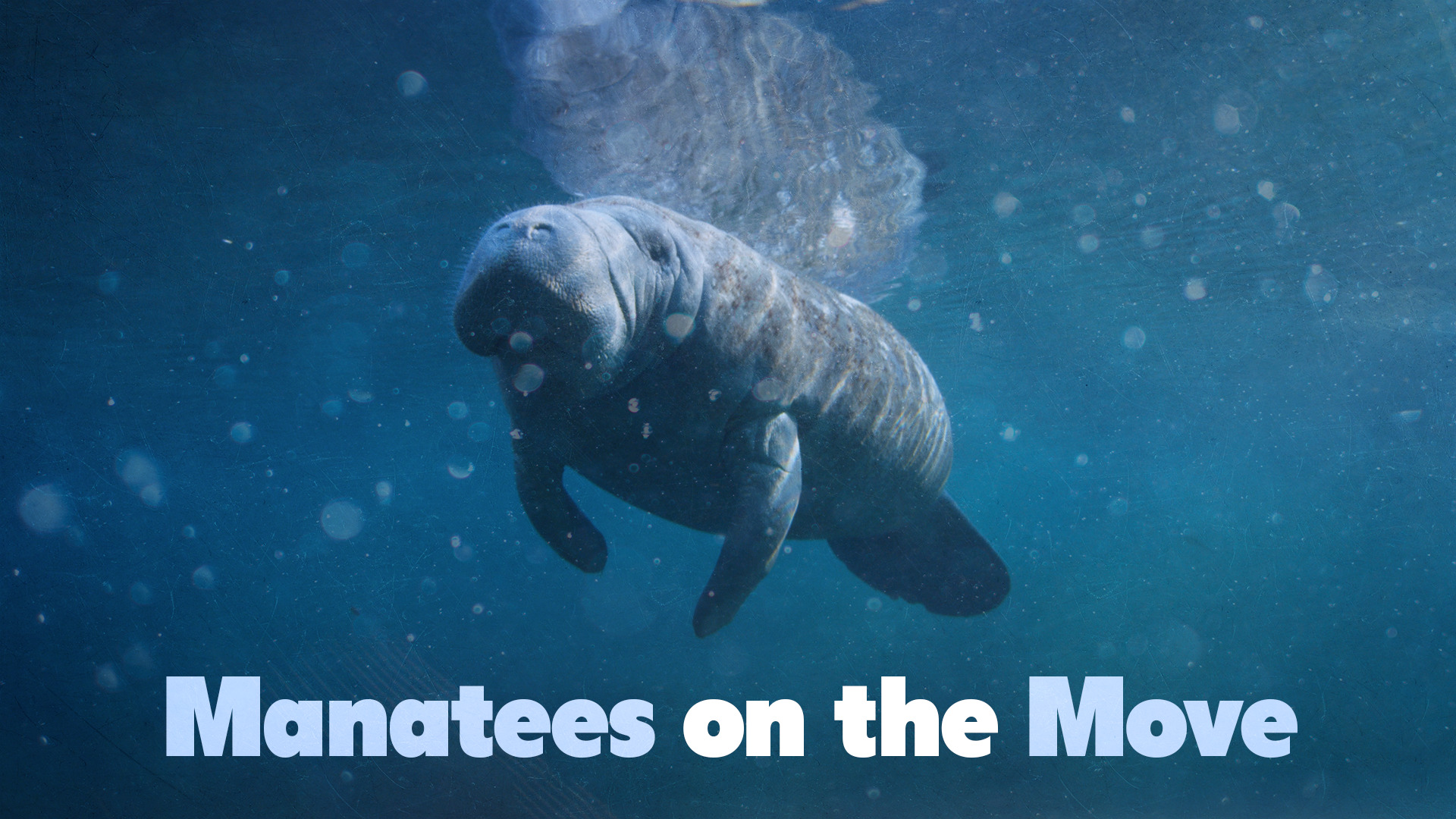Manatees on the Move